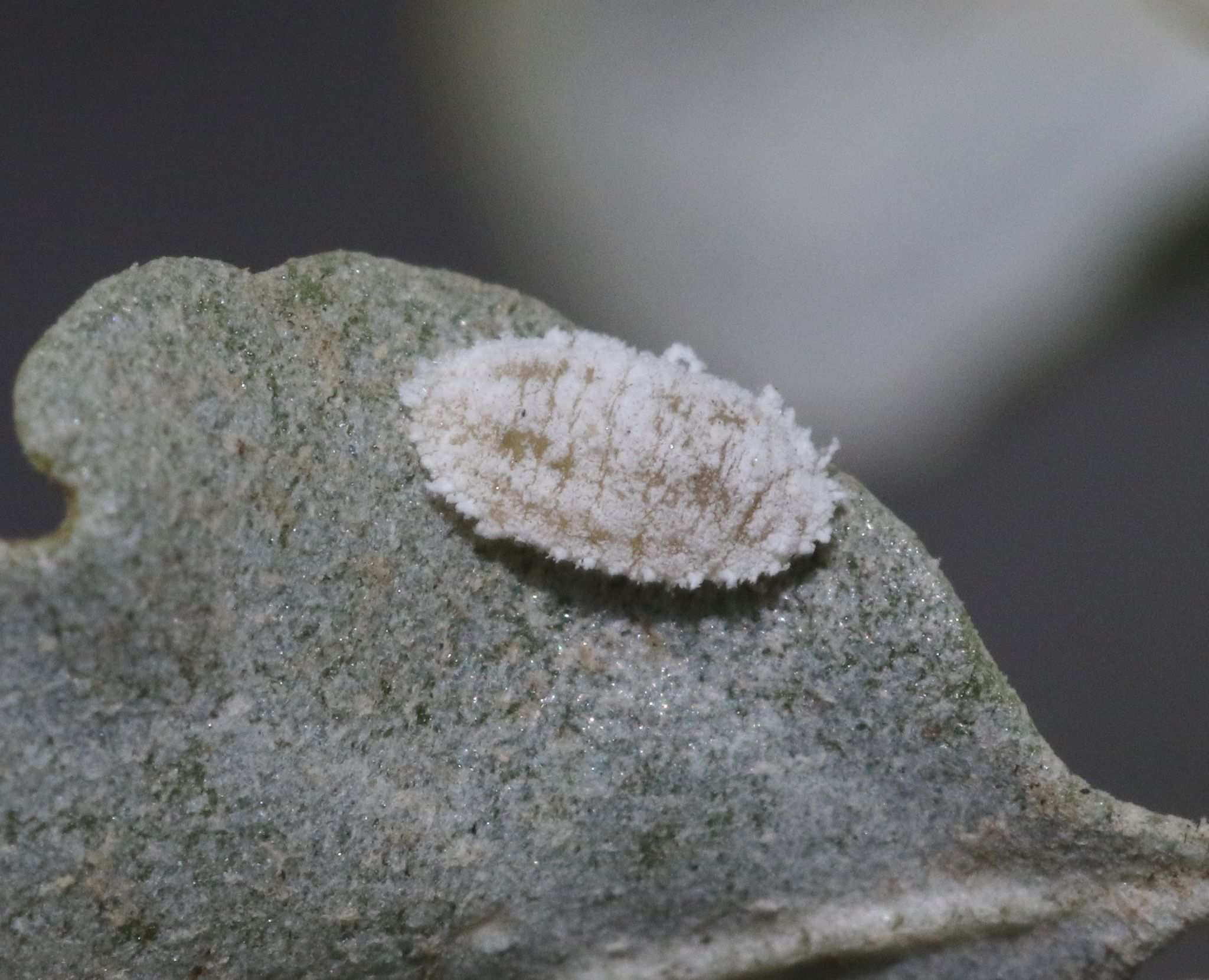 Heliococcus