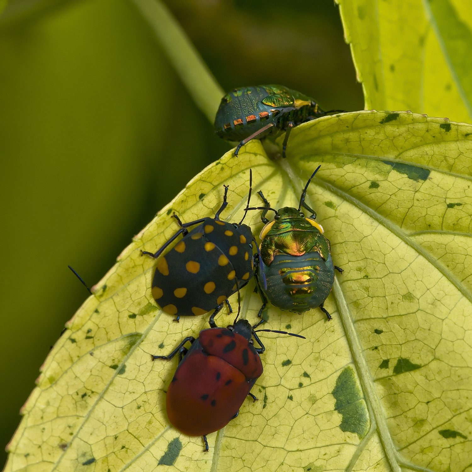 Pachycoris