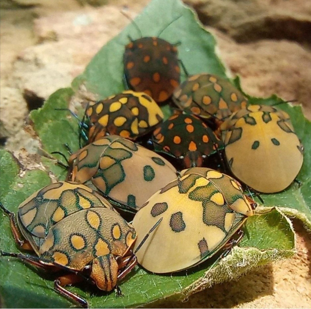 Pachycoris