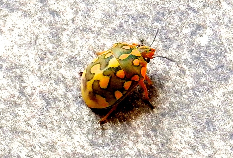 Pachycoris