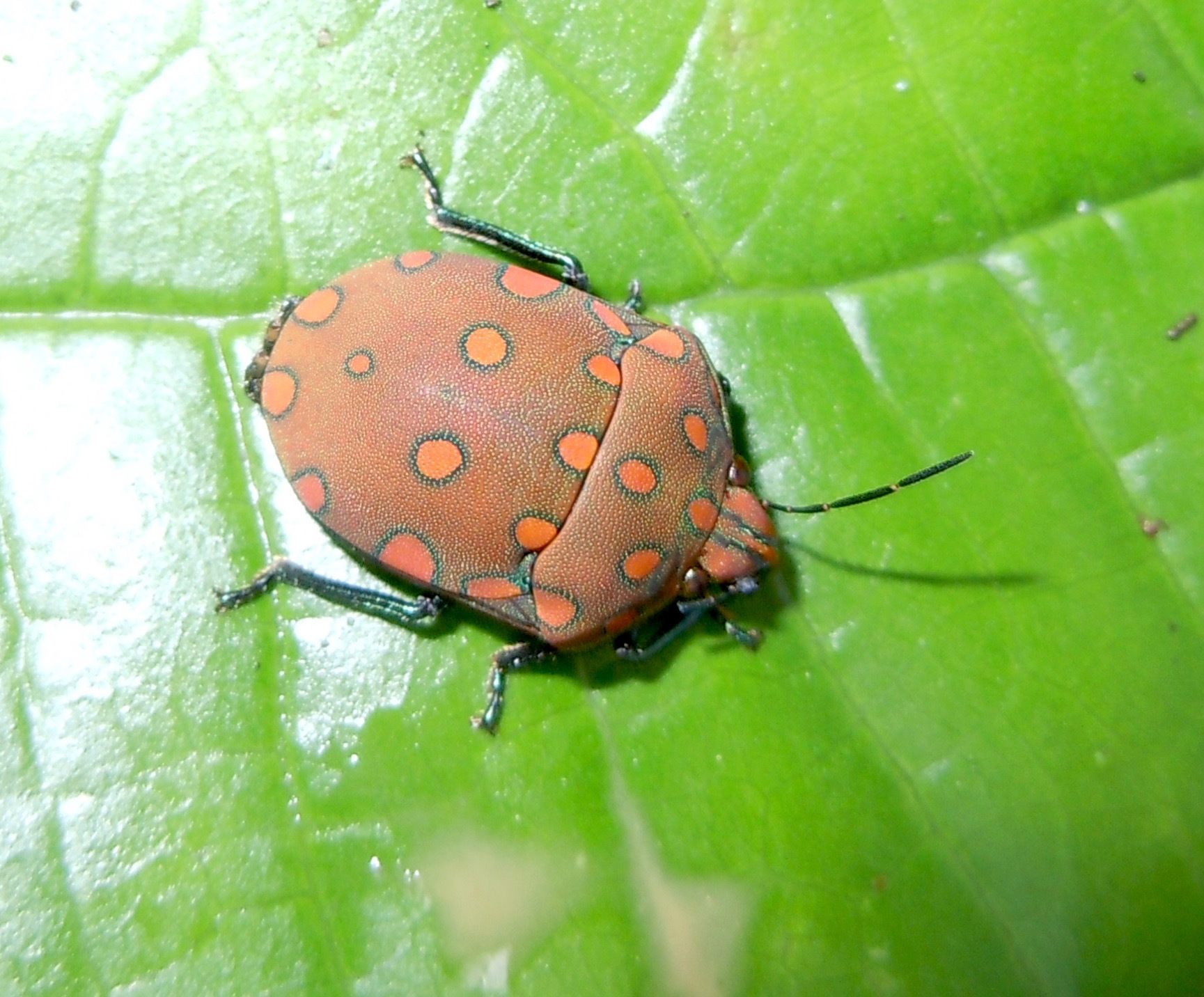 Pachycoris