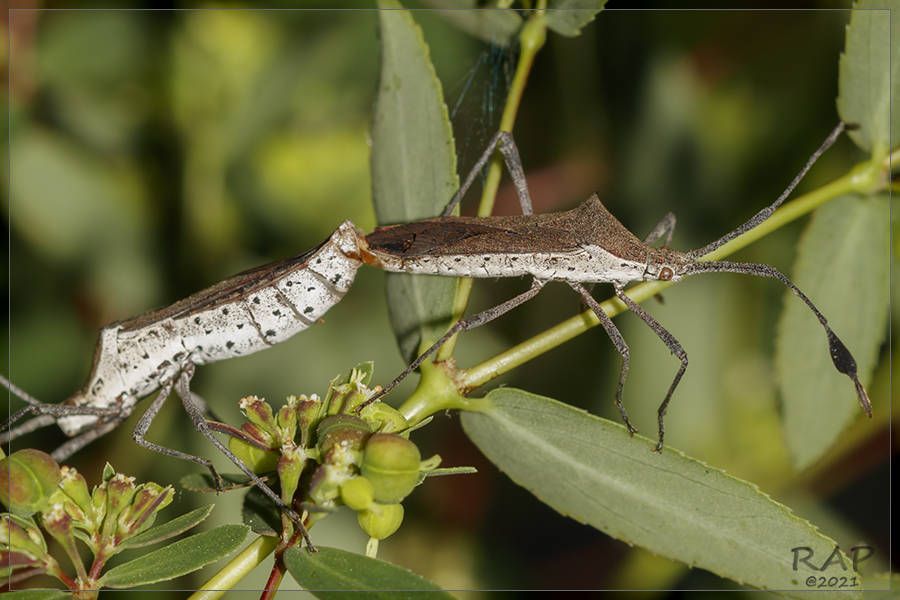 Chariesterus armatus