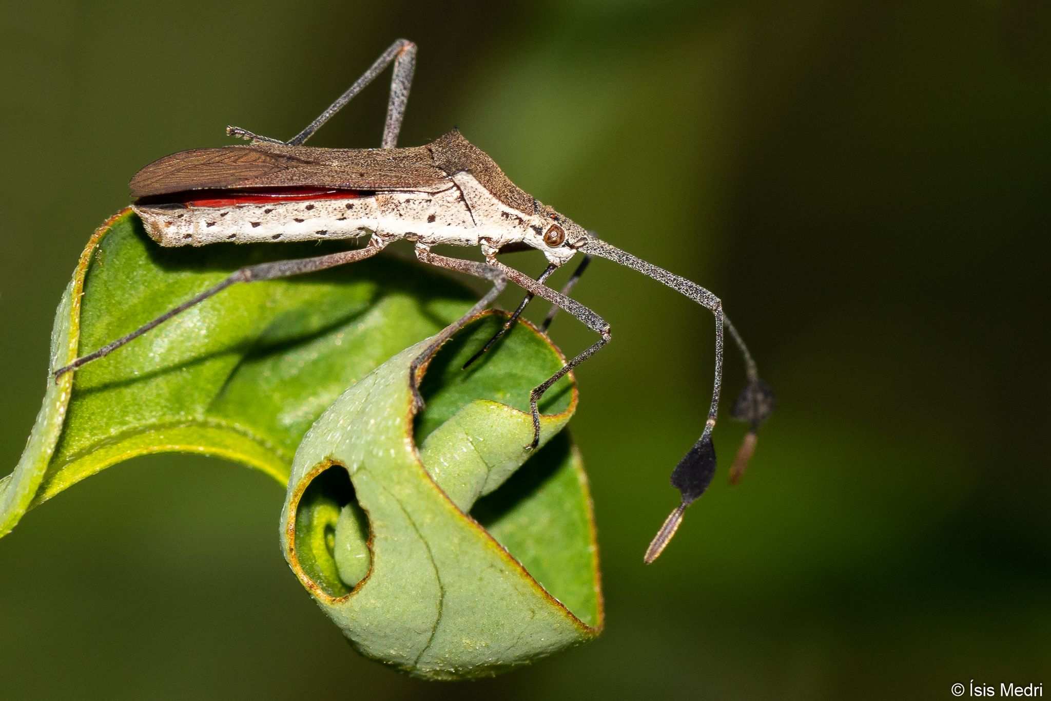 Chariesterus armatus