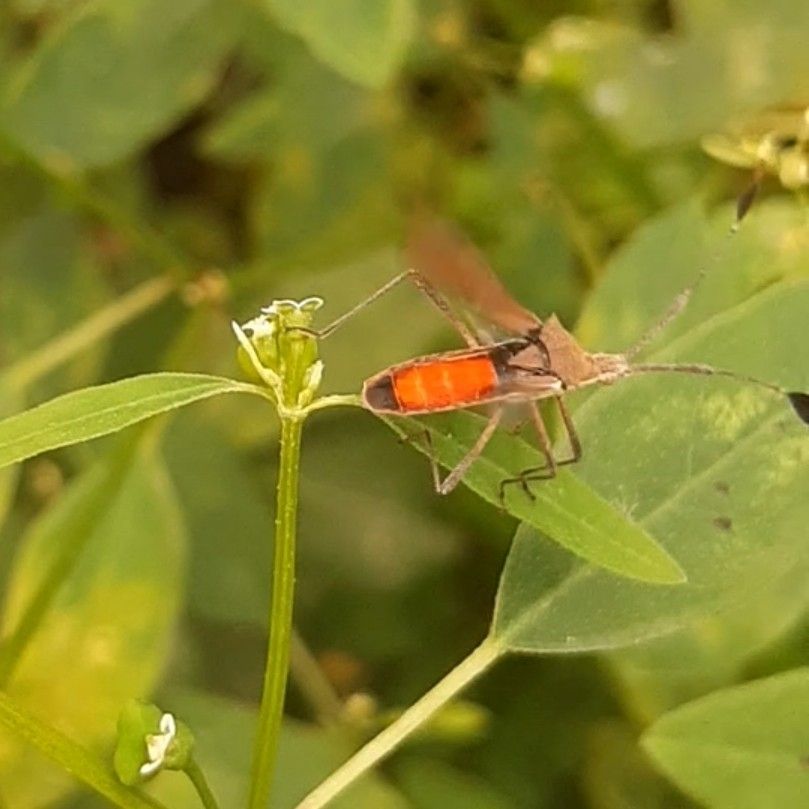 Chariesterus armatus
