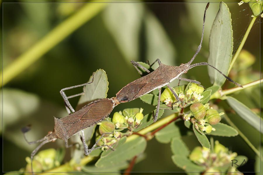 Chariesterus armatus