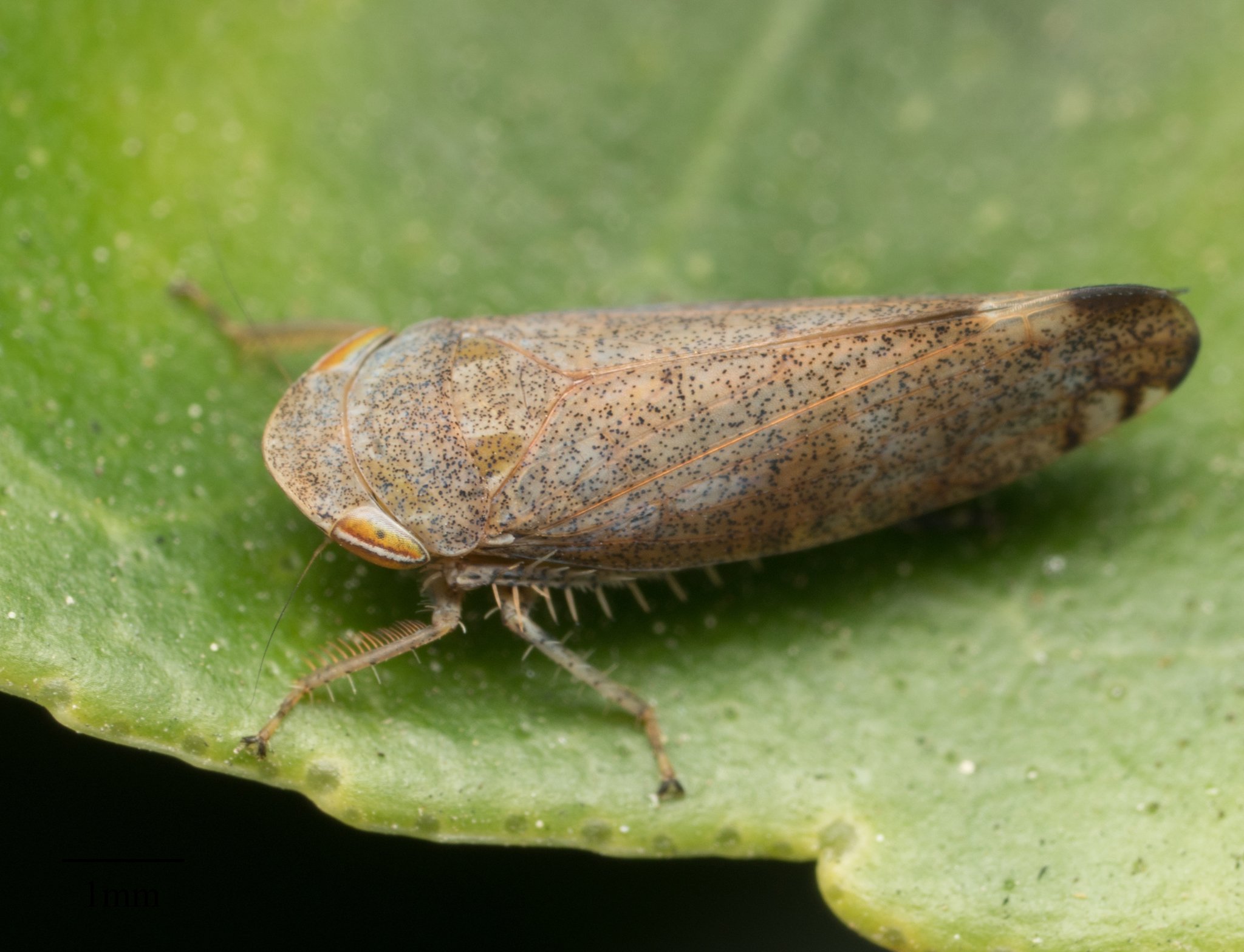 Fieberiella florii