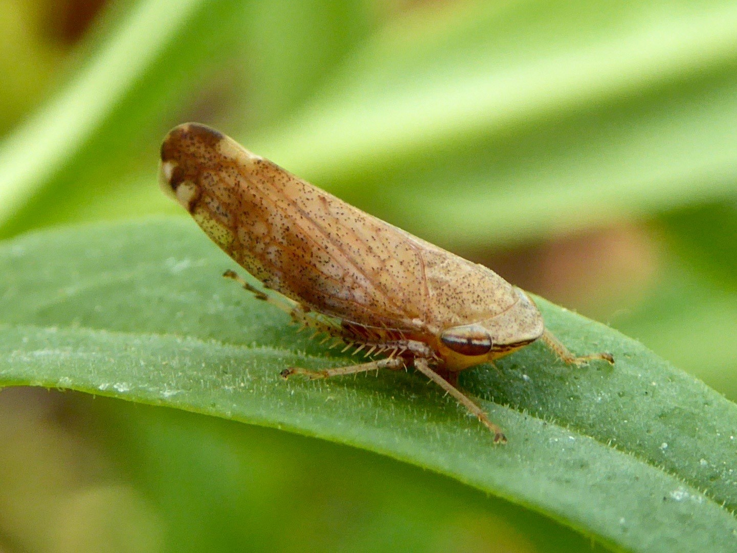 Fieberiella florii