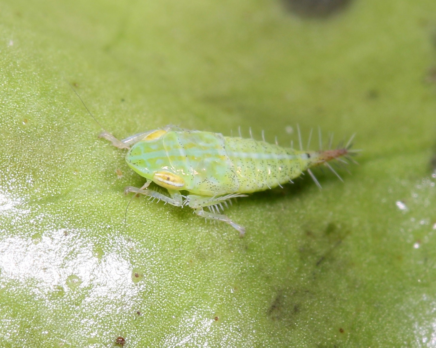 Fieberiella florii