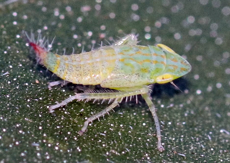 Fieberiella florii