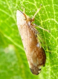 Fieberiella florii