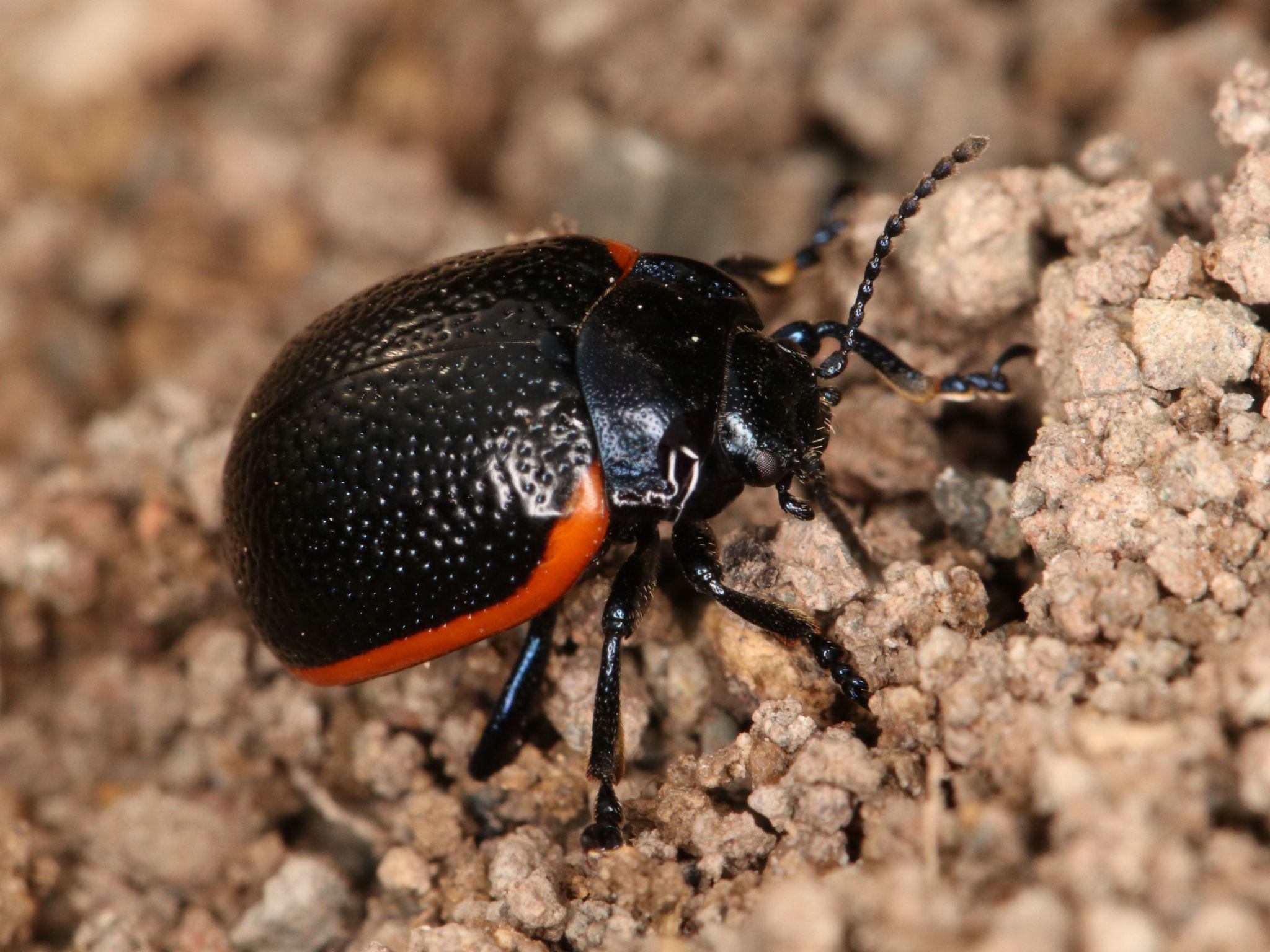 Chrysolina sanguinolenta