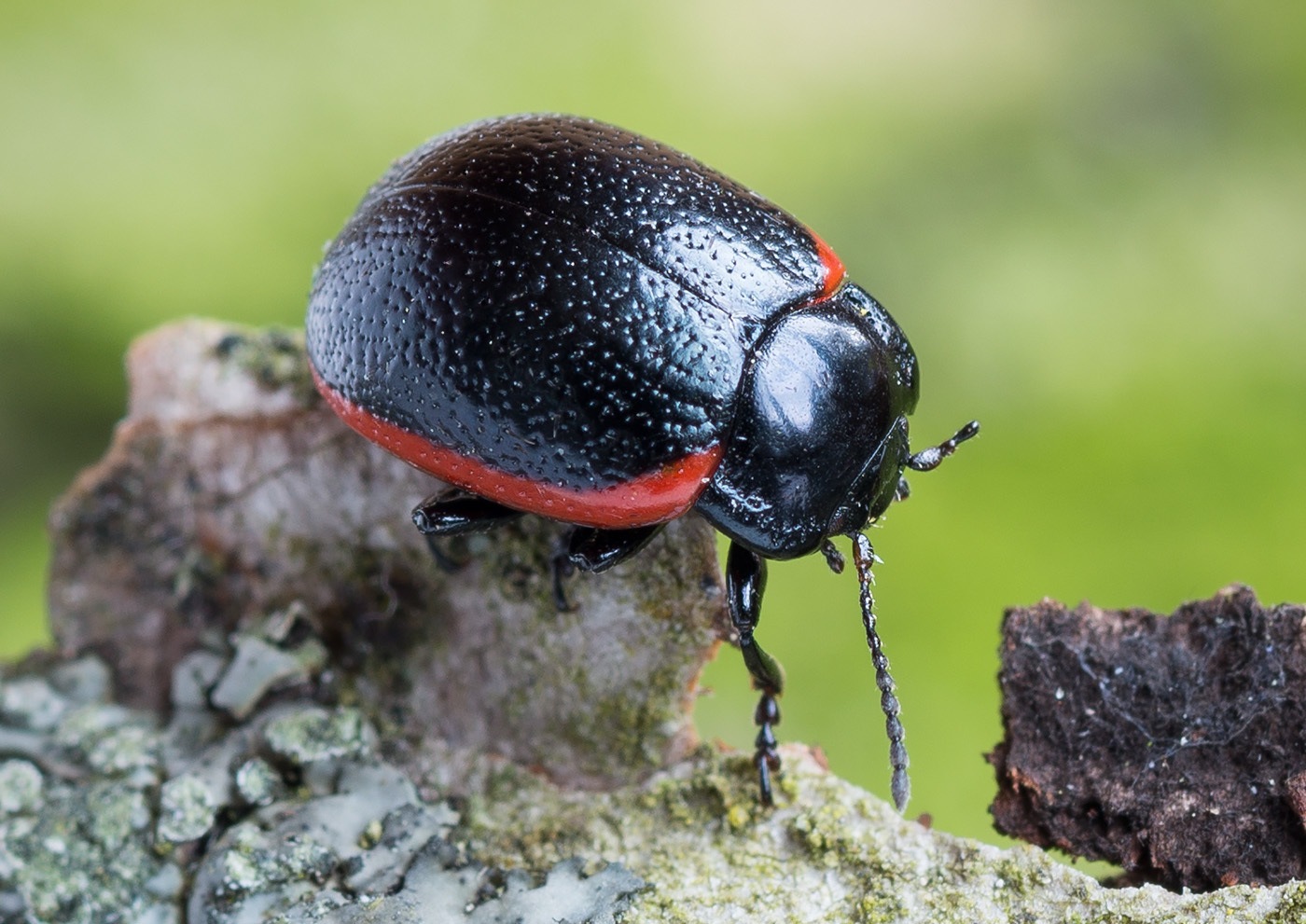 Chrysolina sanguinolenta