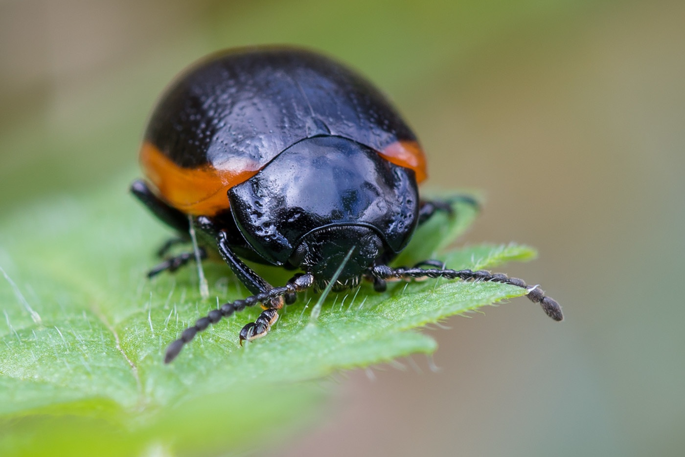 Chrysolina sanguinolenta