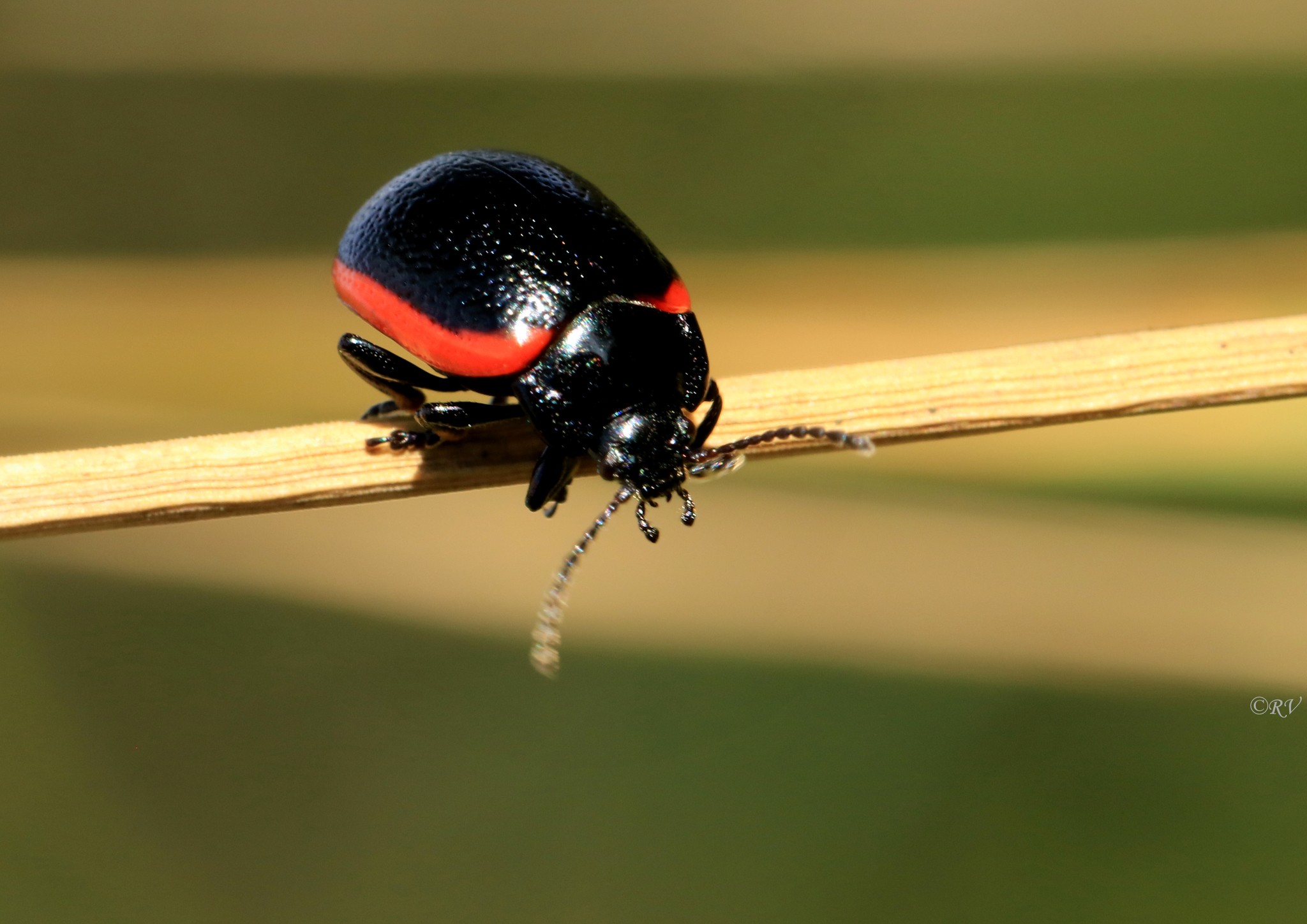 Chrysolina sanguinolenta