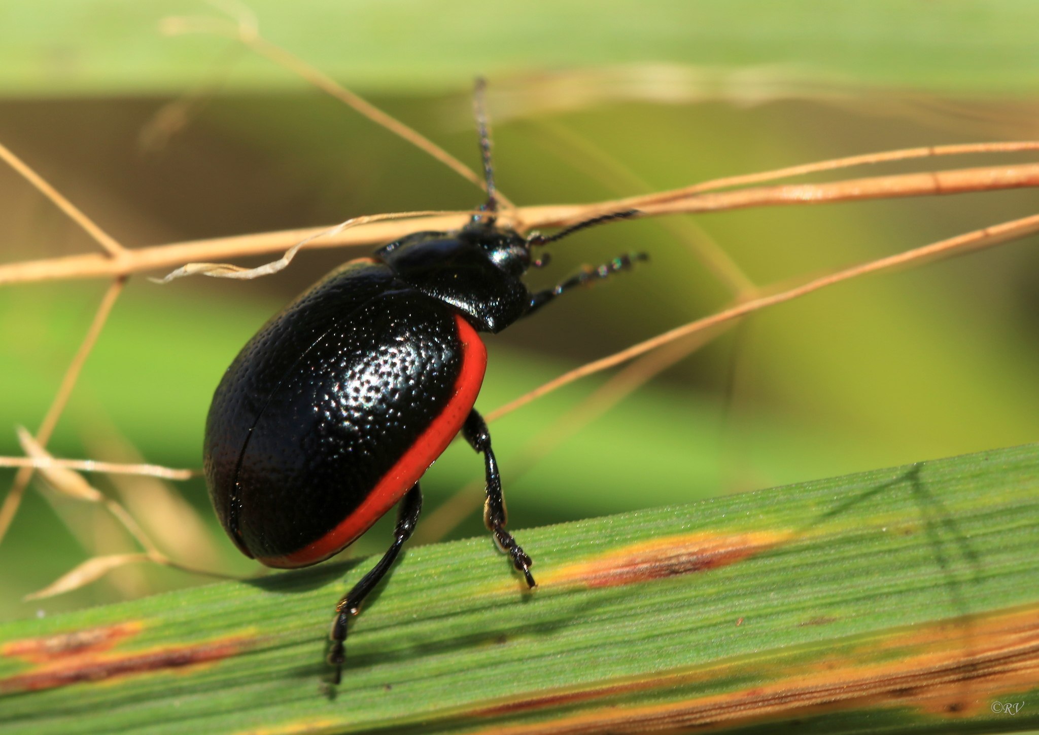 Chrysolina sanguinolenta