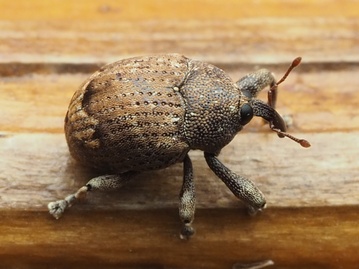 Pseudomopsis
