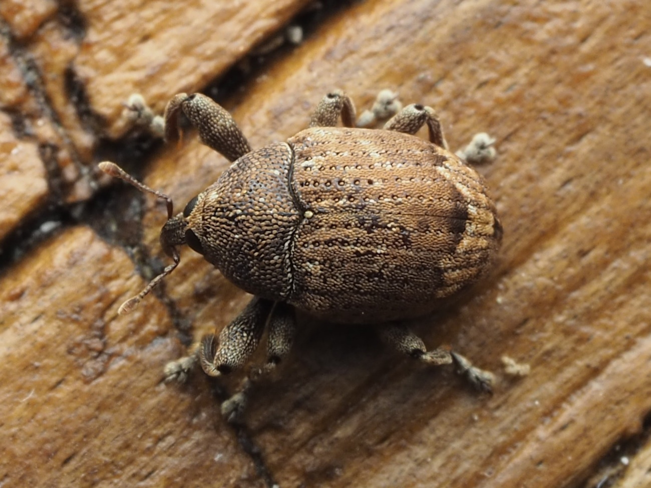 Pseudomopsis