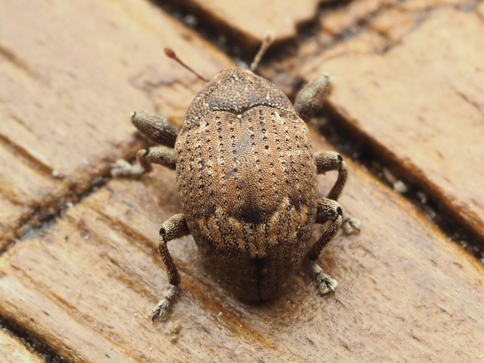 Pseudomopsis