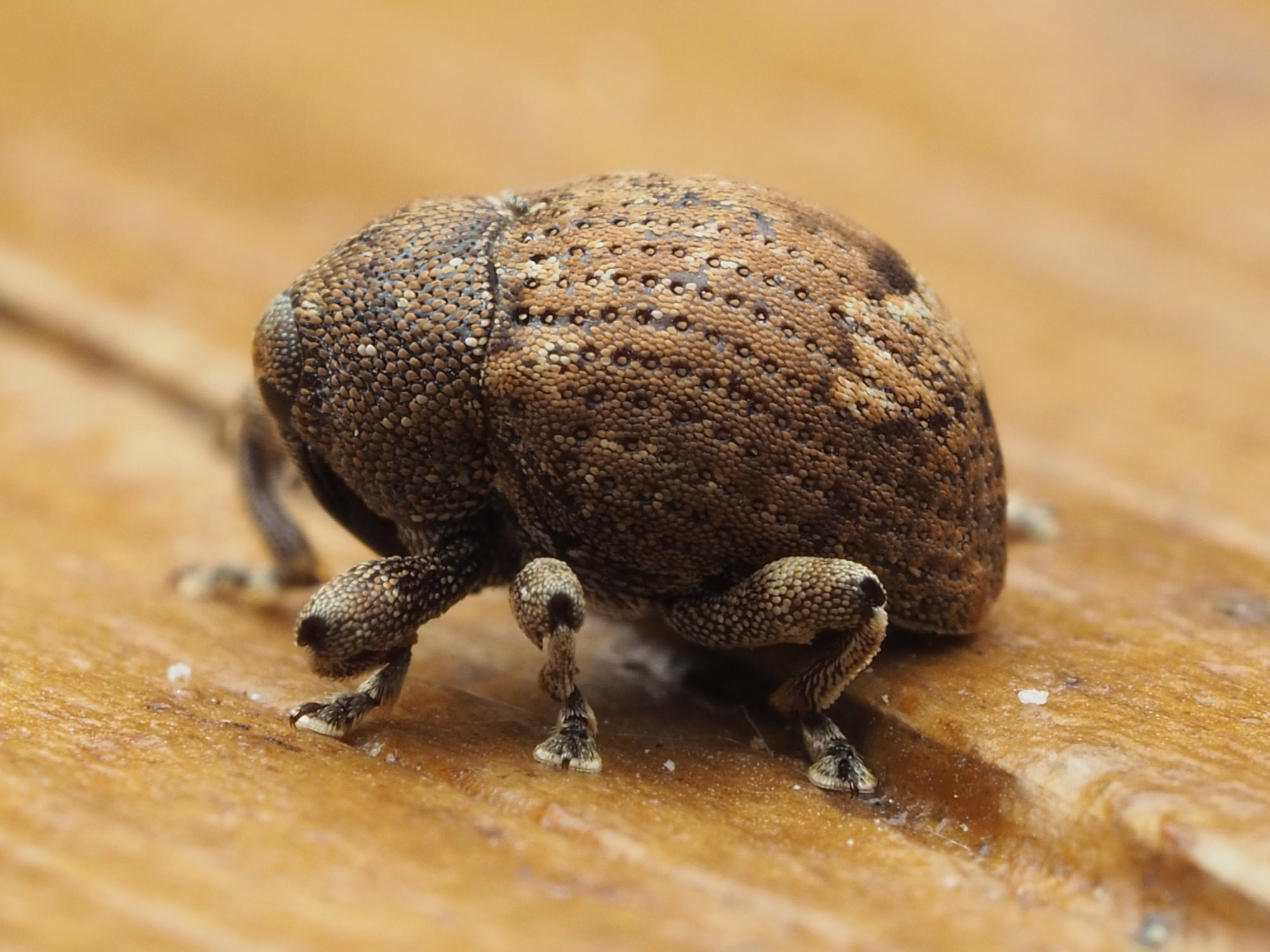 Pseudomopsis