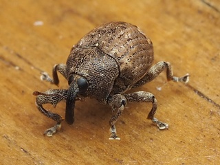 Pseudomopsis