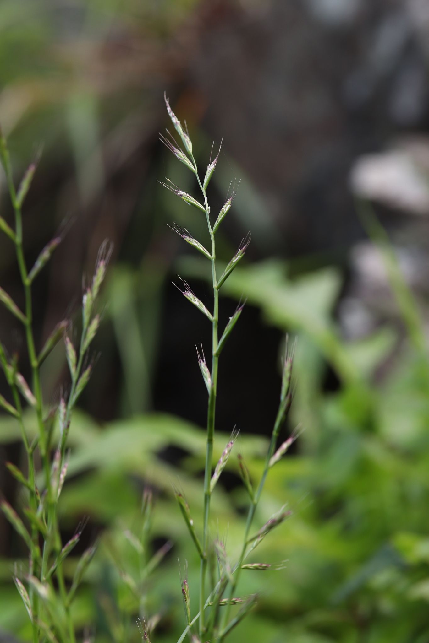Lolium edwardii