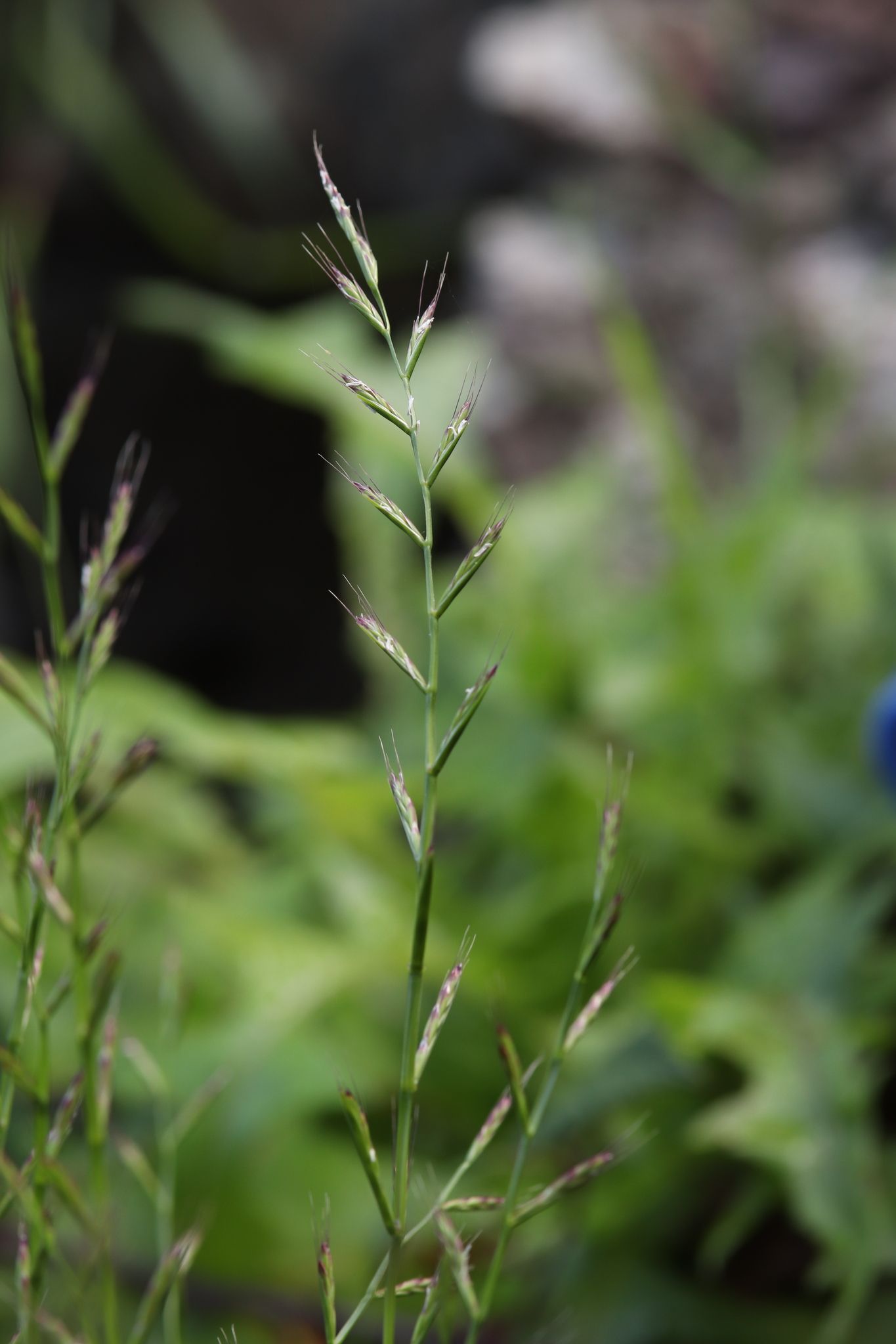 Lolium edwardii