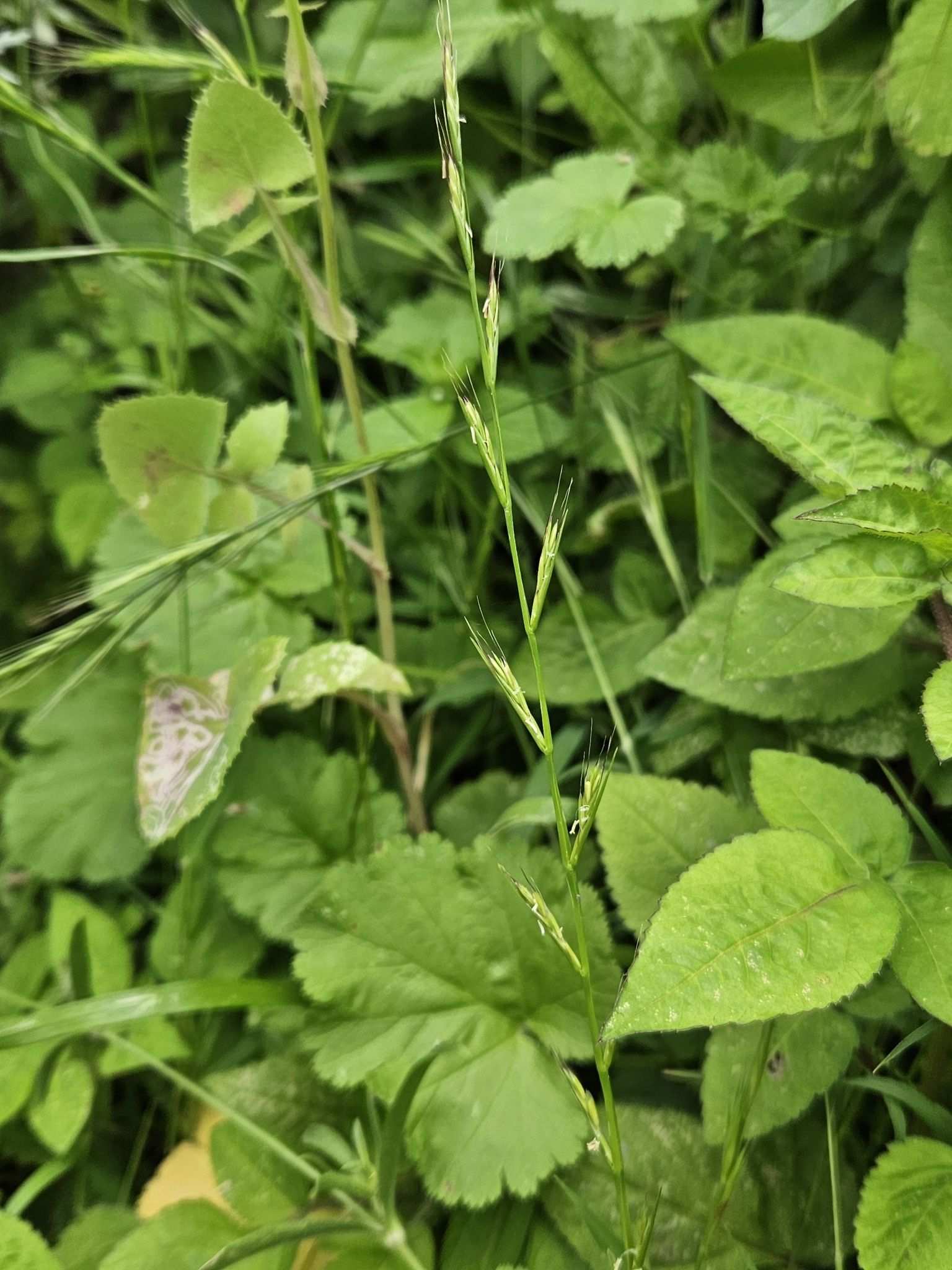 Lolium edwardii
