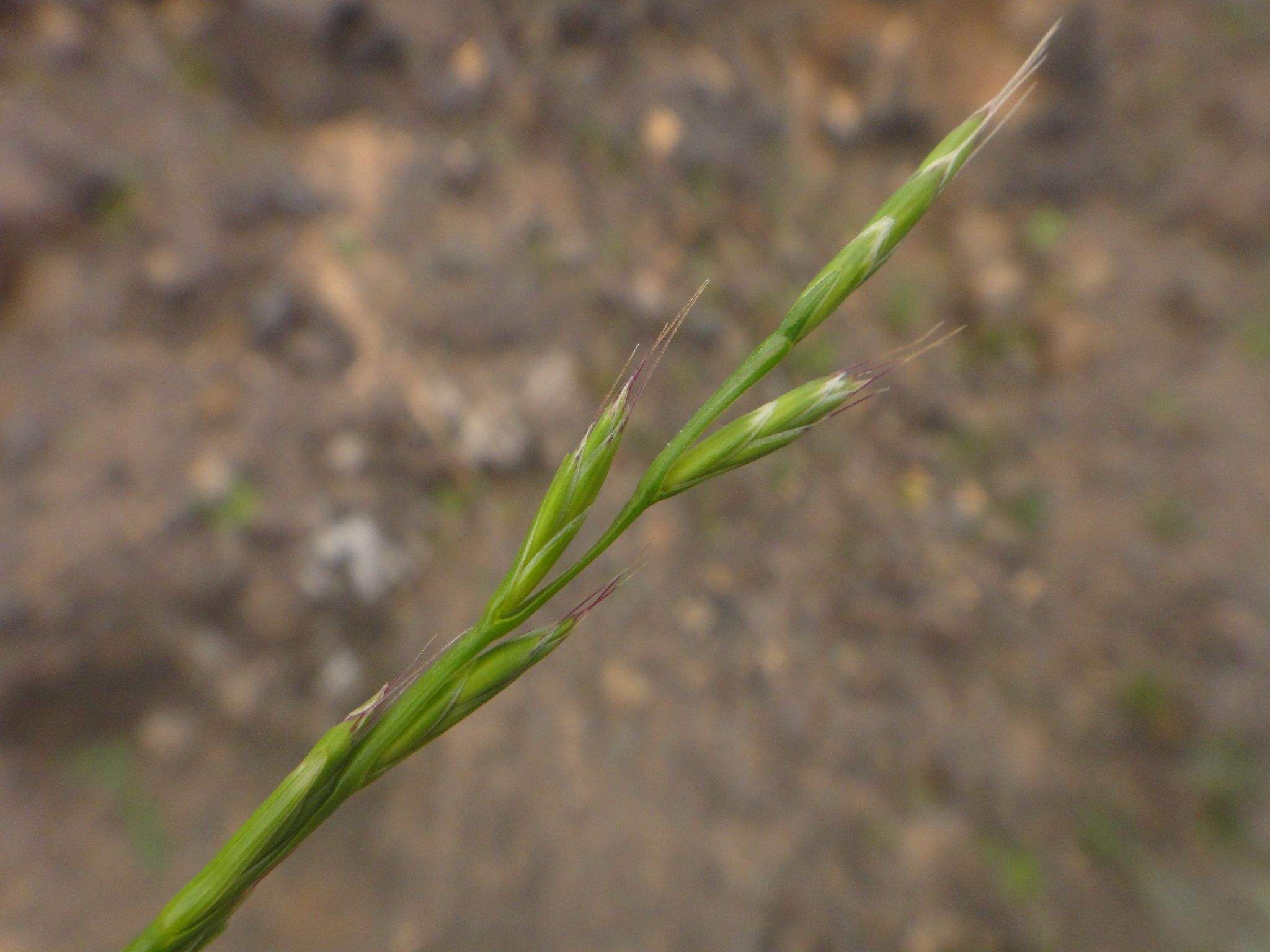 Lolium edwardii