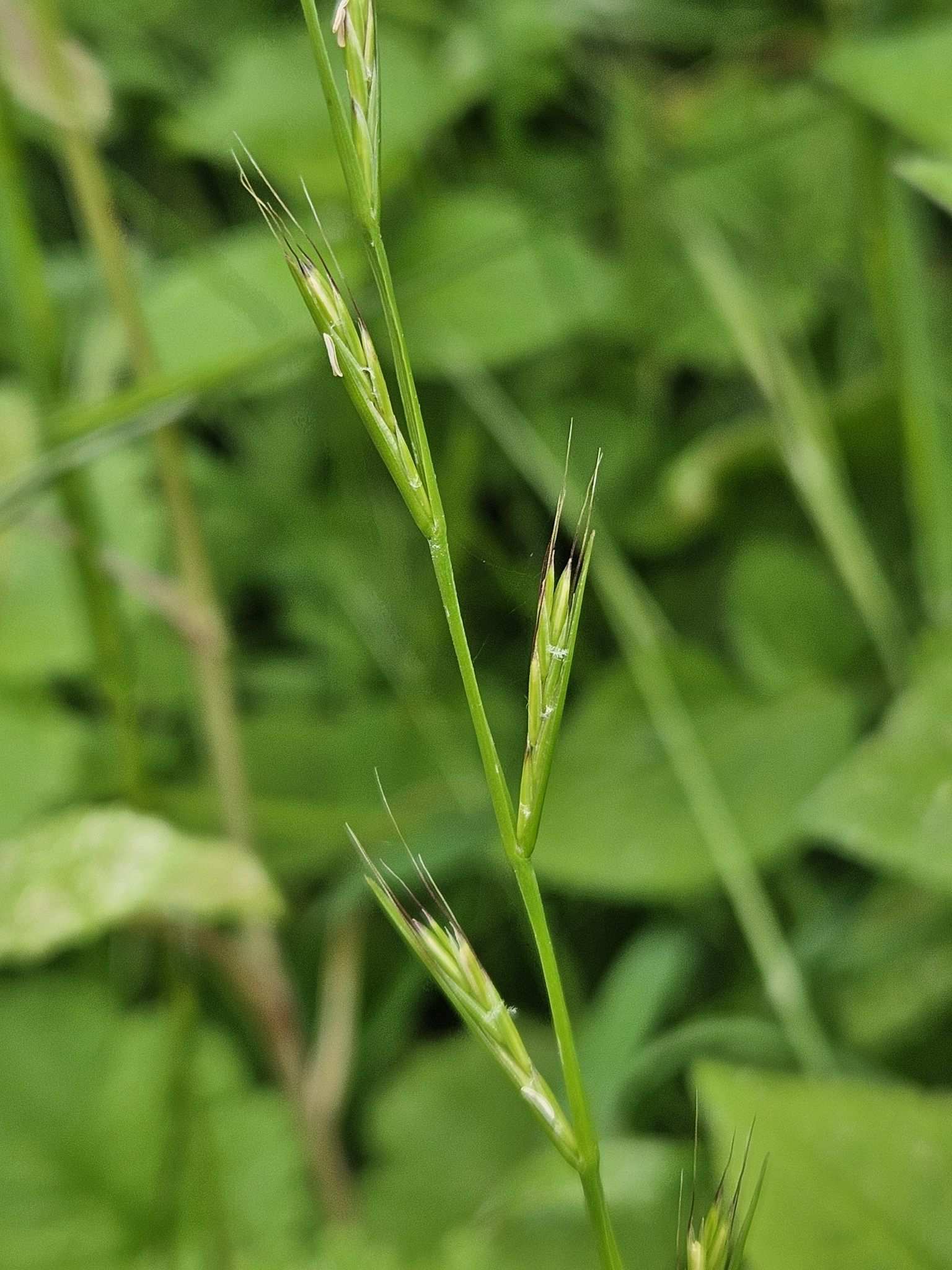 Lolium edwardii