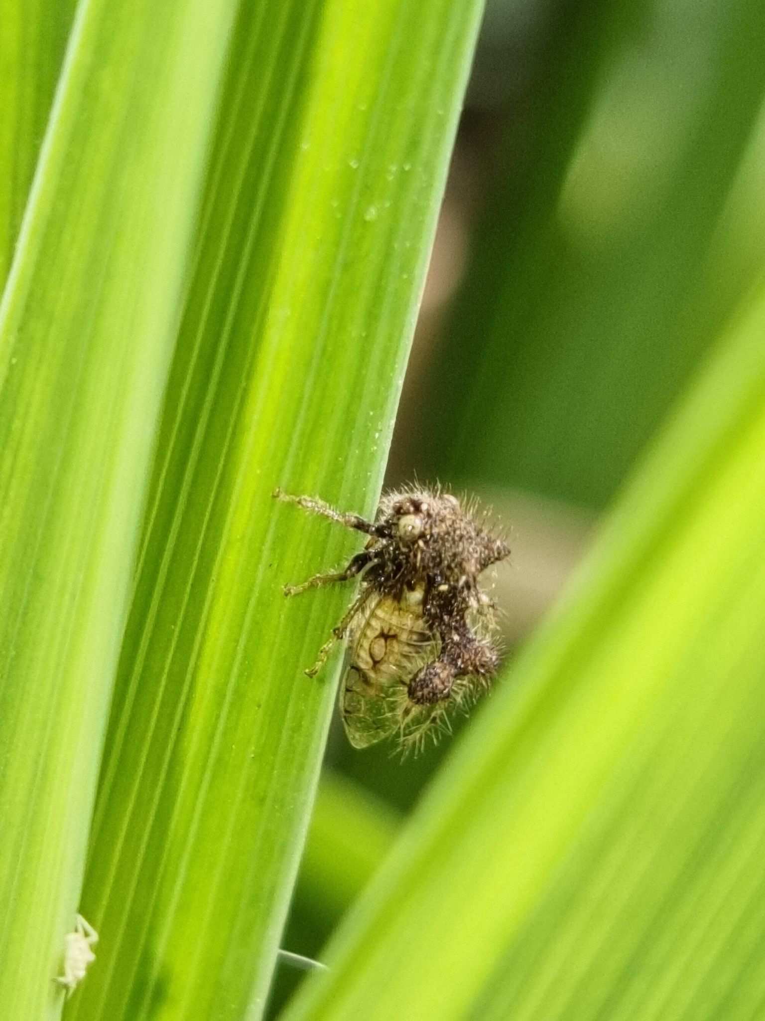 Cyphonia clavigera