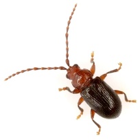 Orthaltica