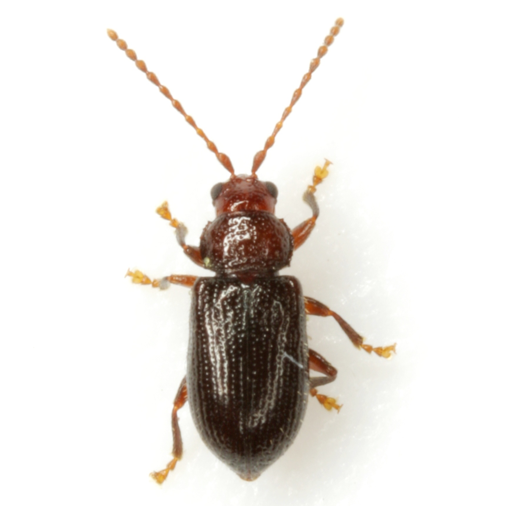 Orthaltica