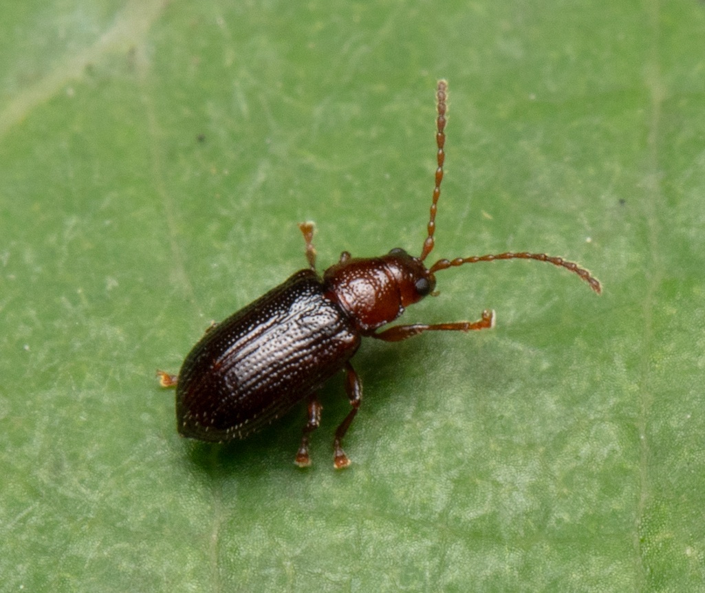 Orthaltica