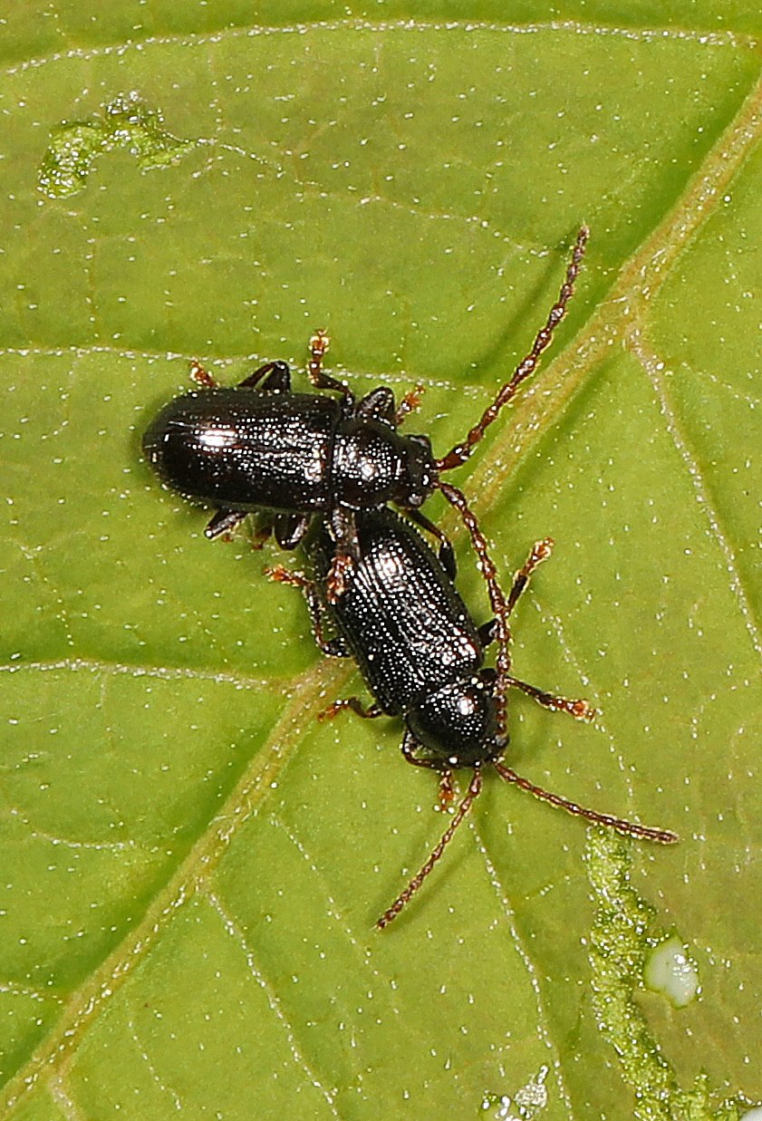 Orthaltica