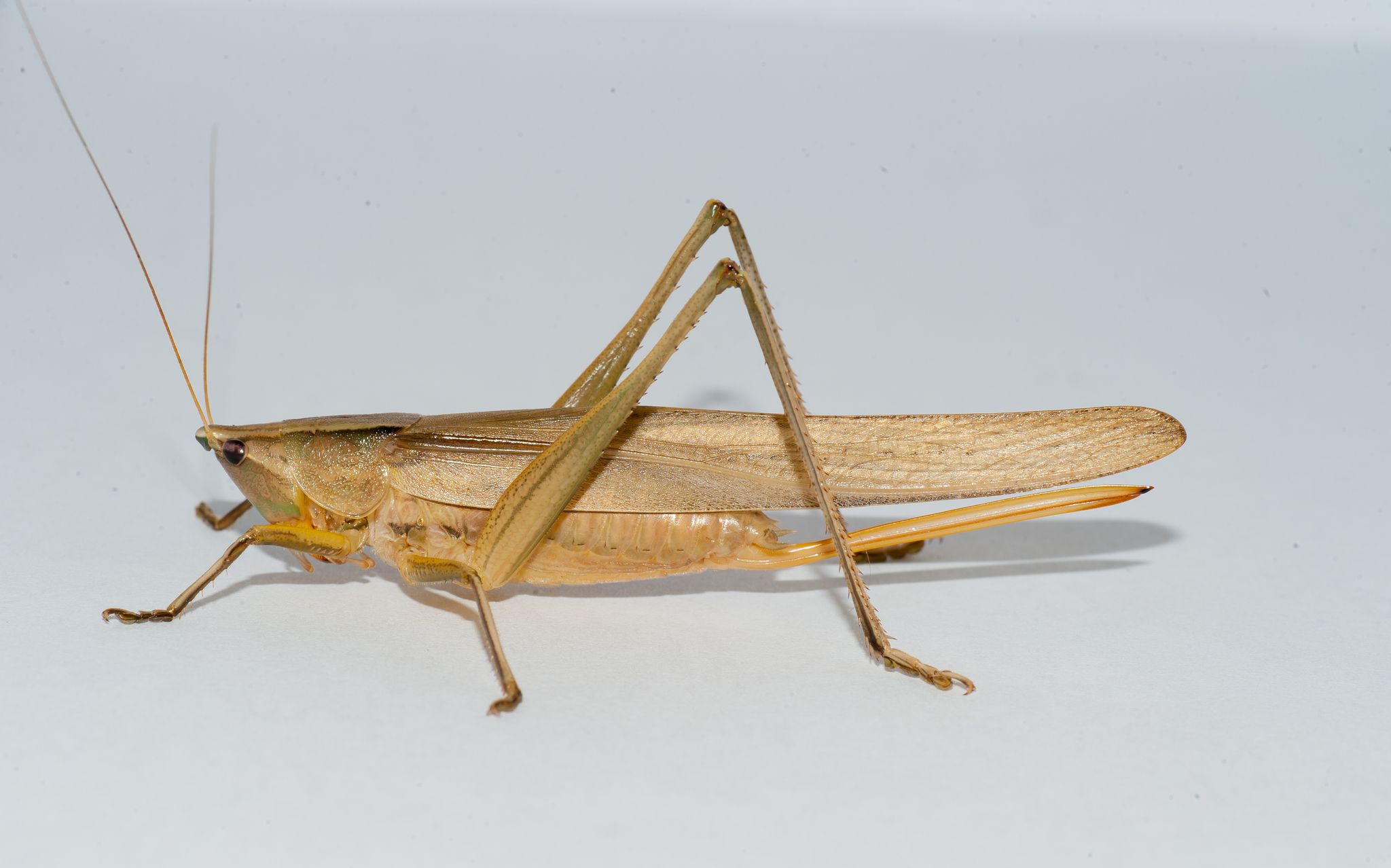 Neoconocephalus maxillosus