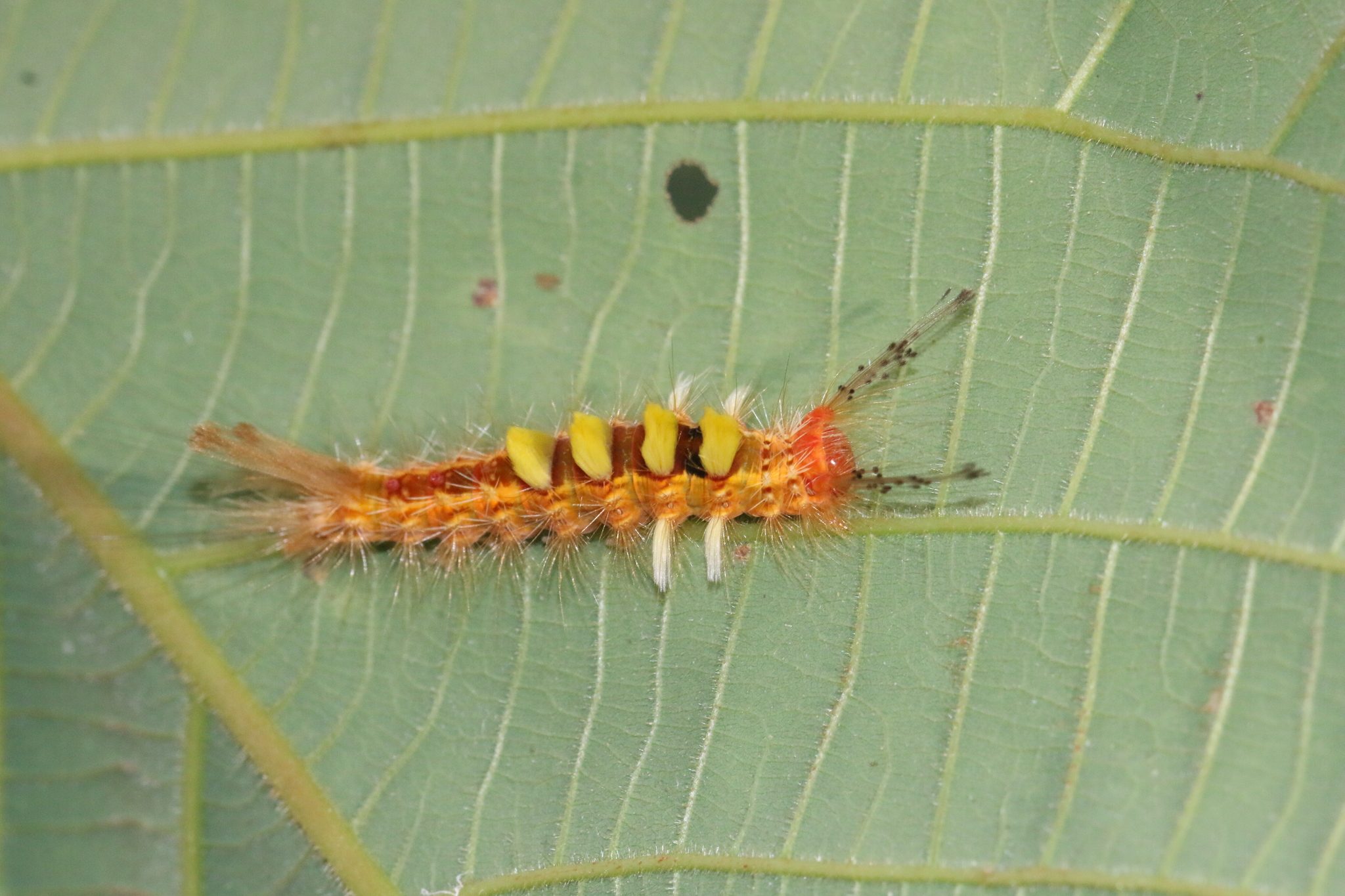 Orgyia postica