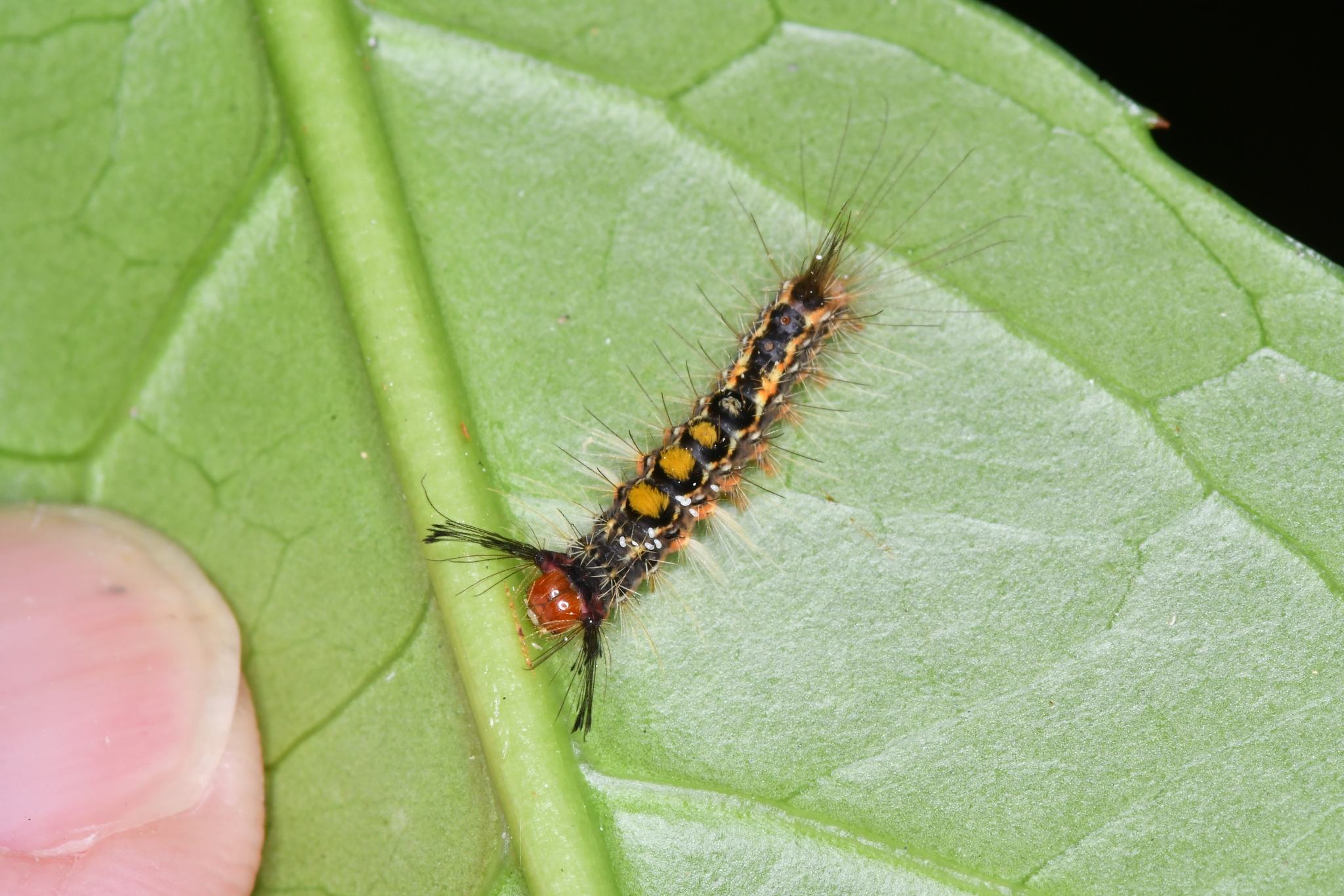 Orgyia postica