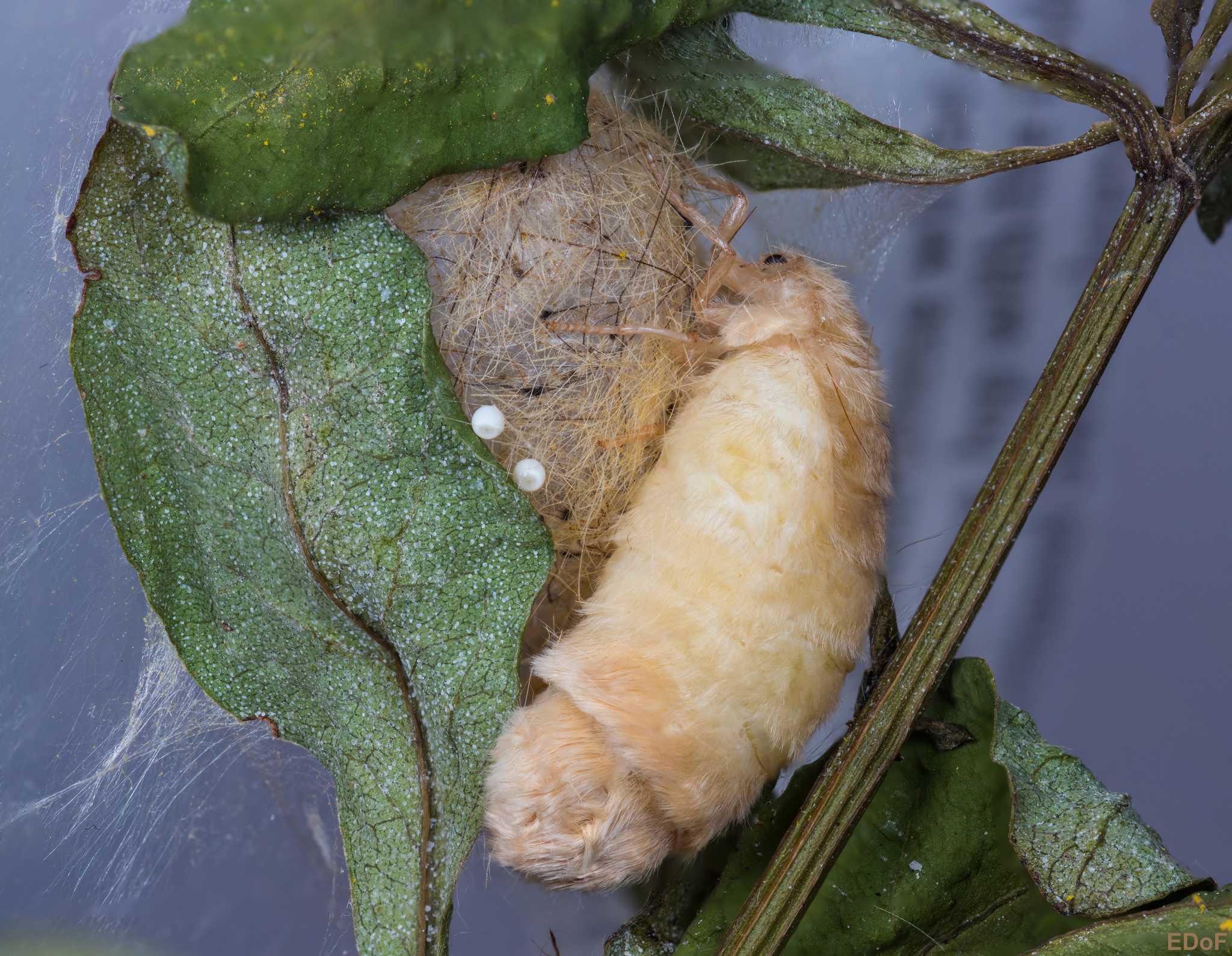 Orgyia postica