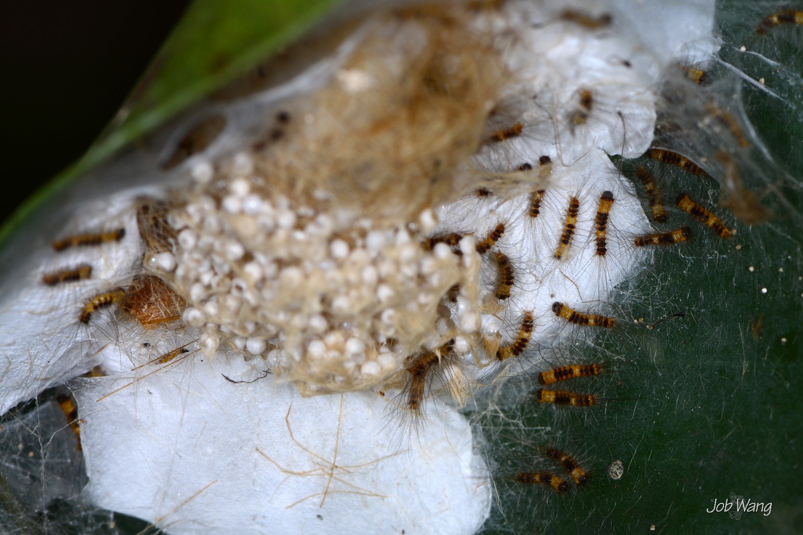 Orgyia postica