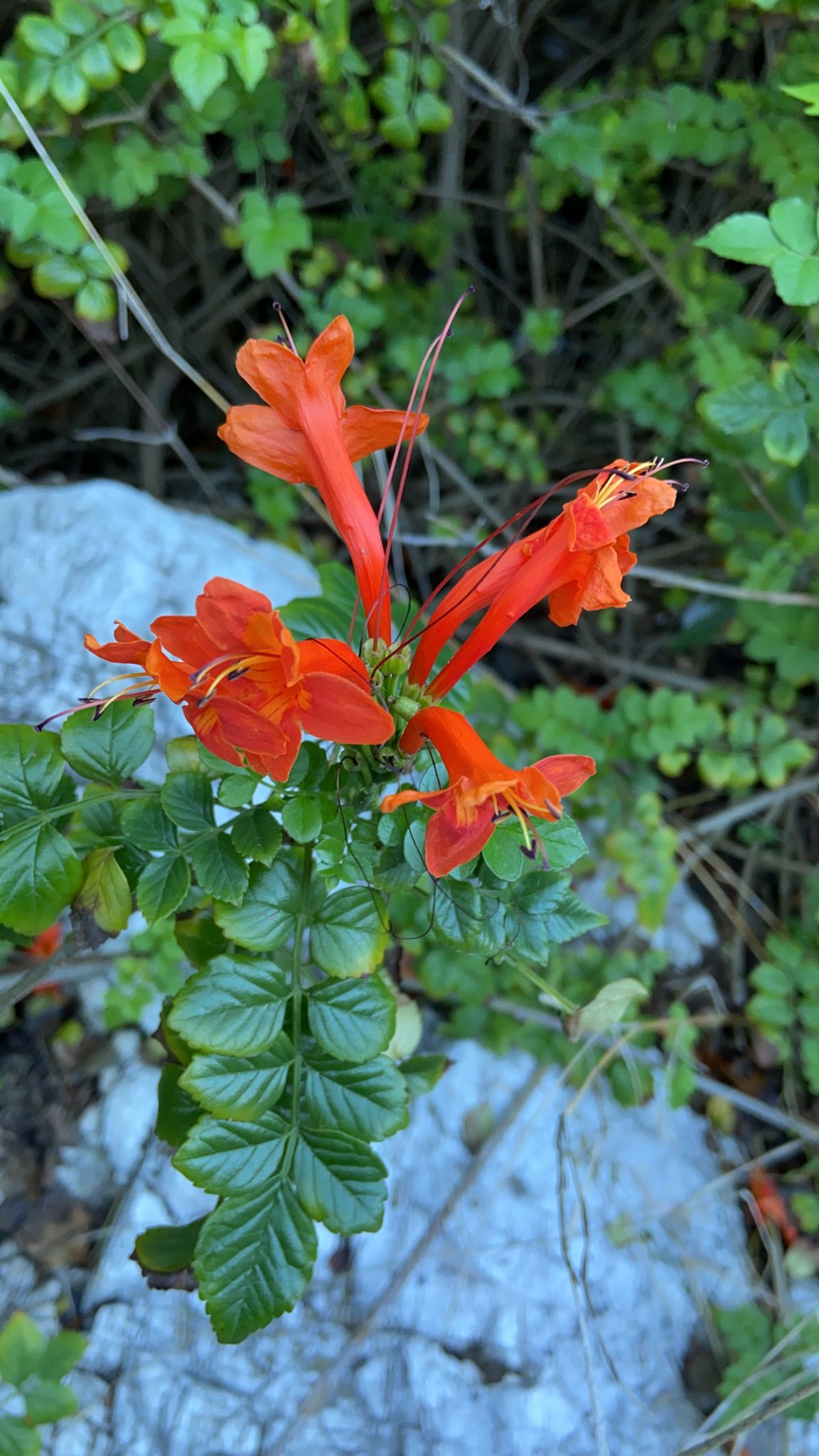 Tecomaria capensis