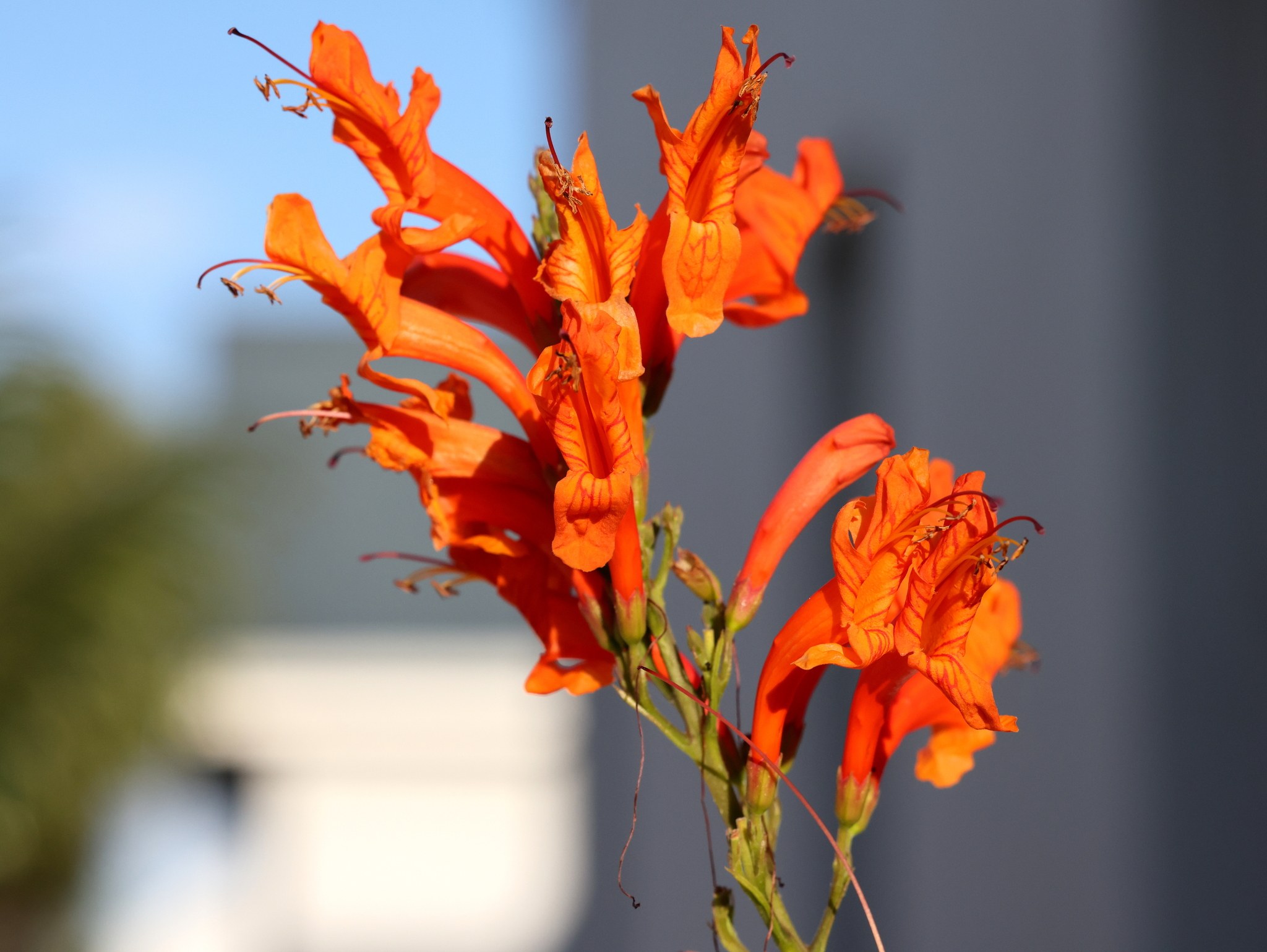 Tecomaria capensis