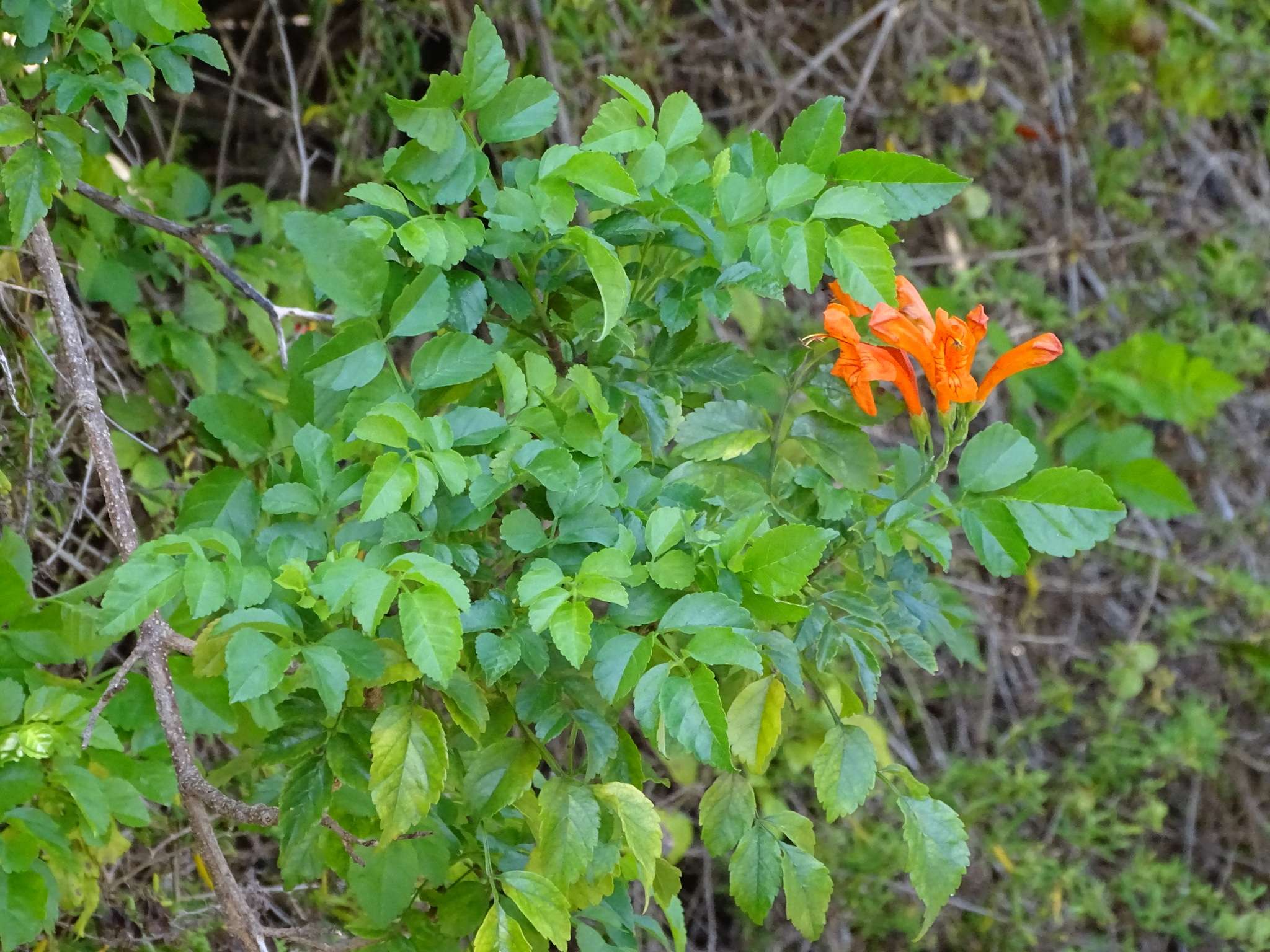 Tecomaria capensis