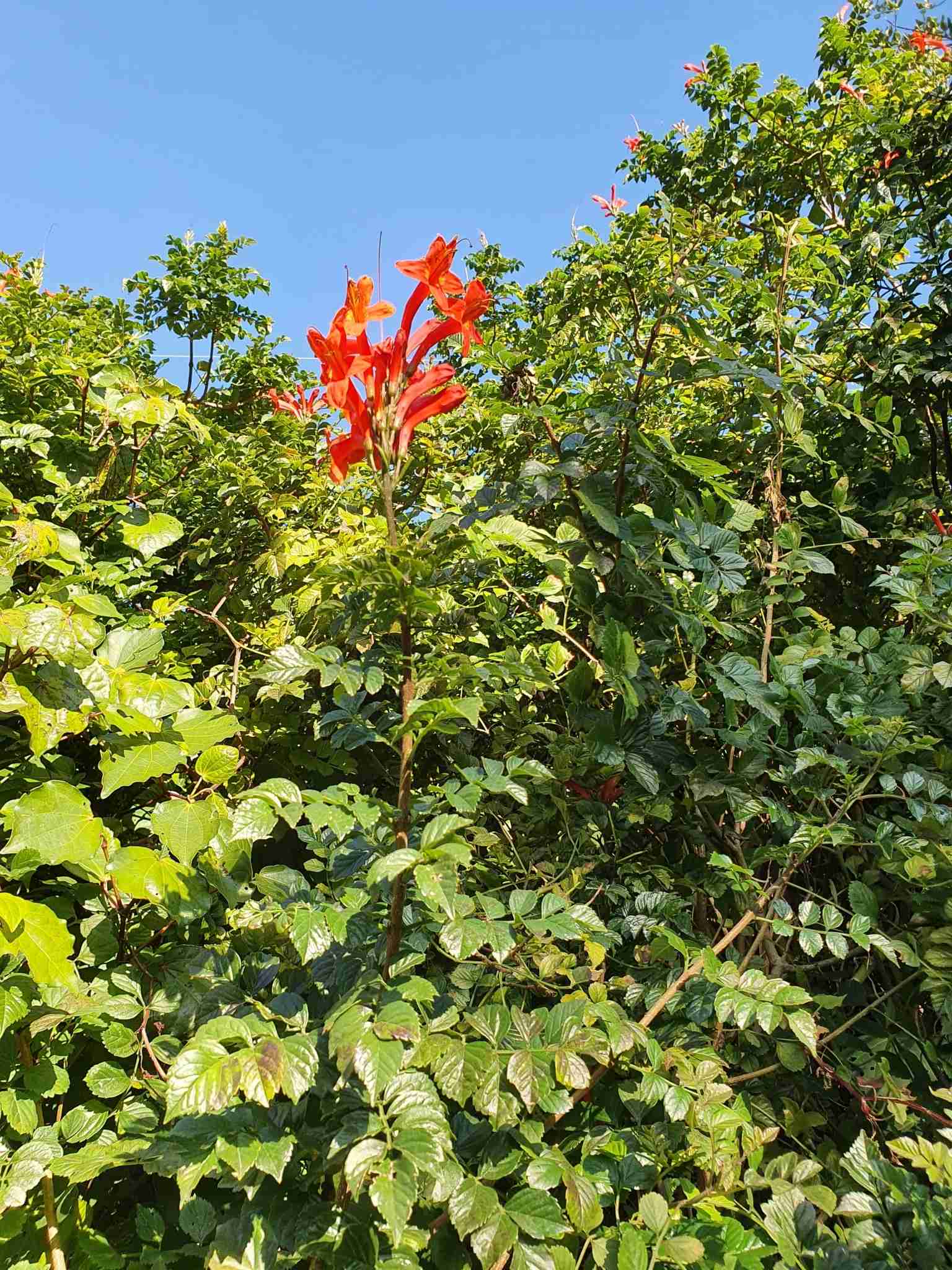 Tecomaria capensis