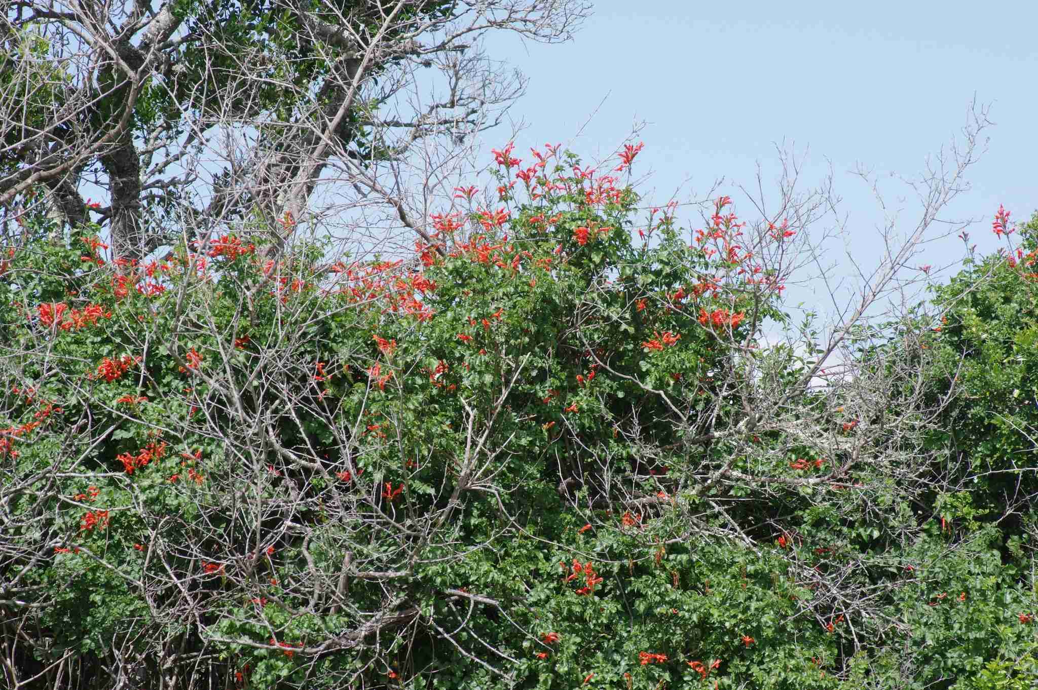 Tecomaria capensis