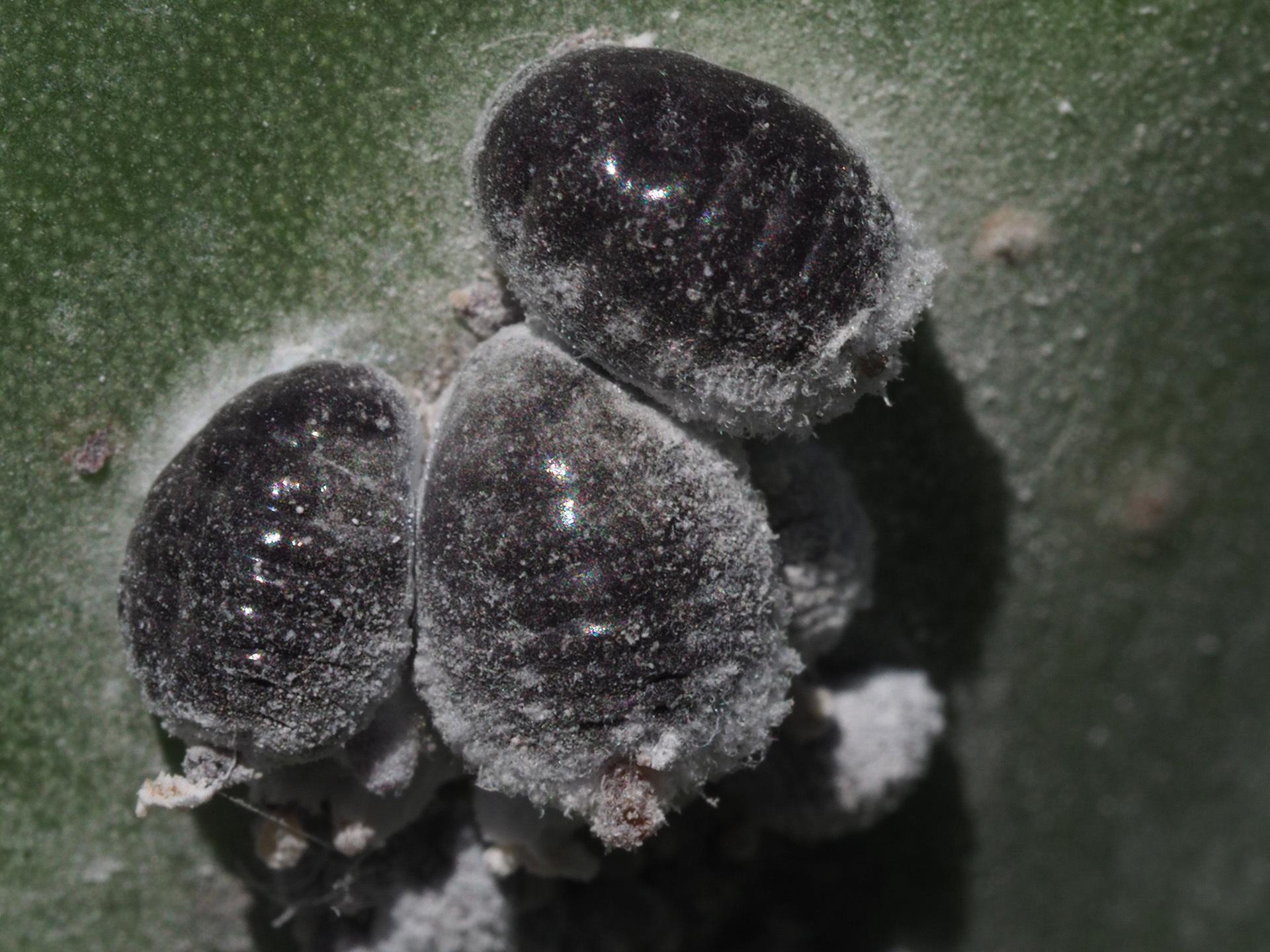 Dactylopius coccus