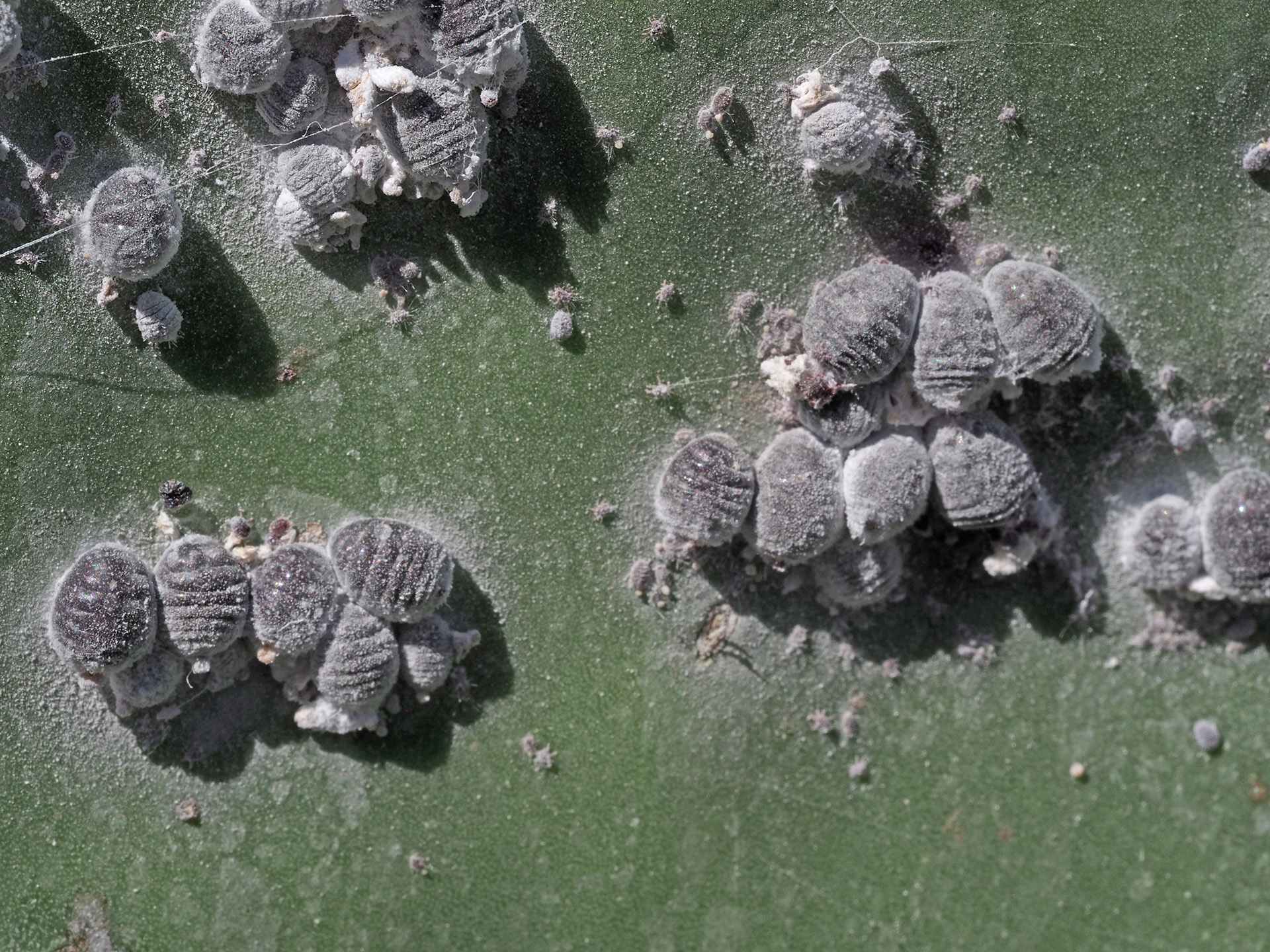 Dactylopius coccus
