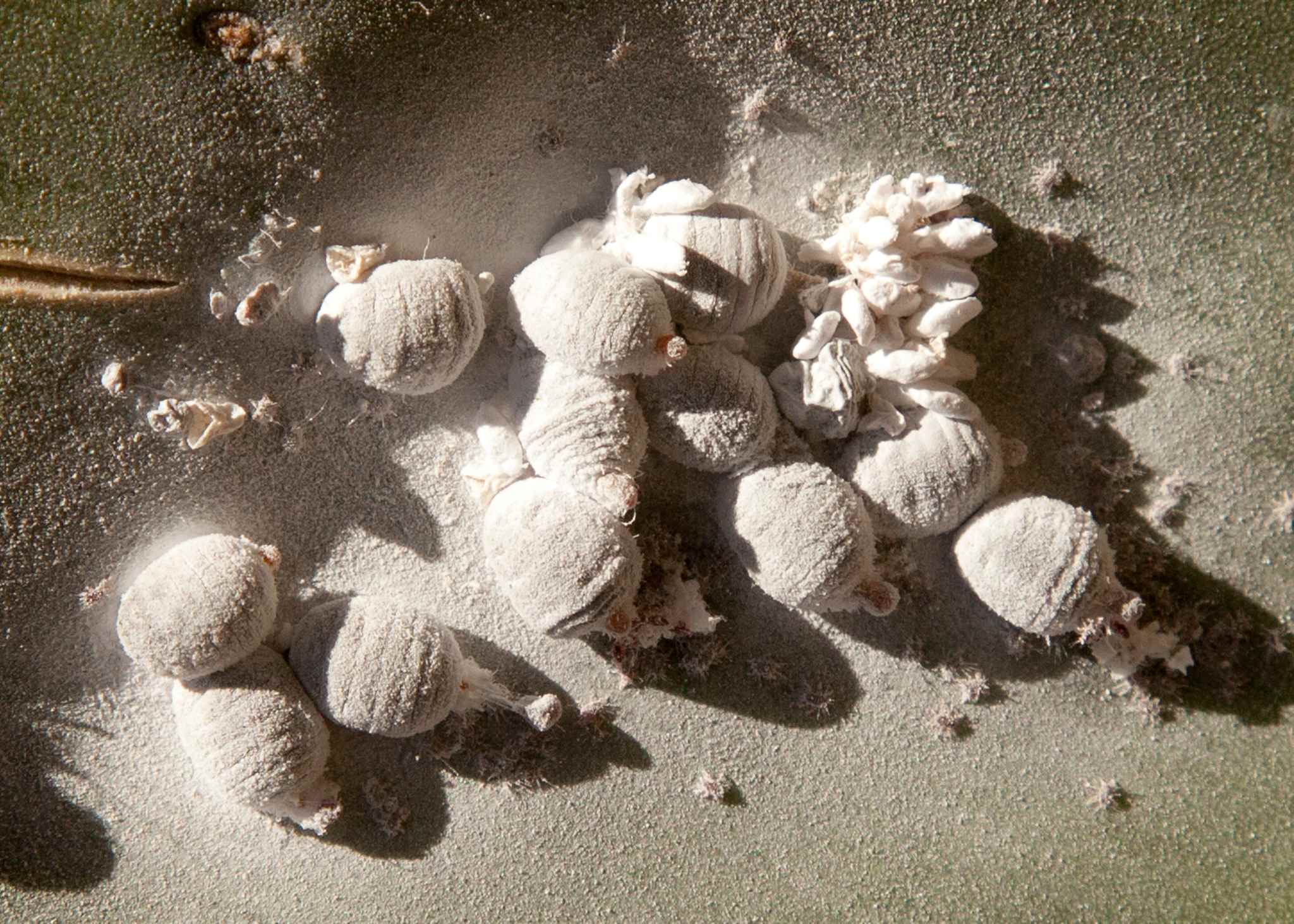 Dactylopius coccus