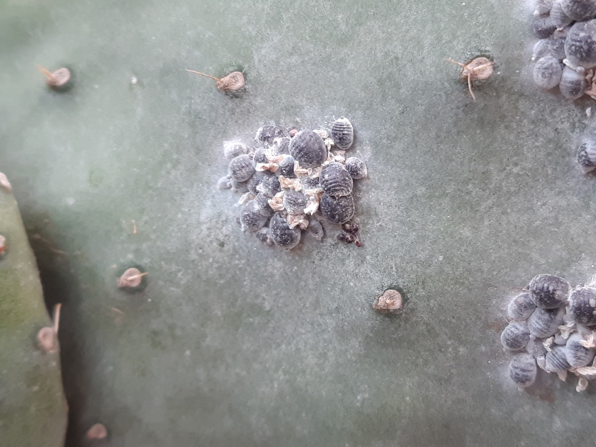 Dactylopius coccus