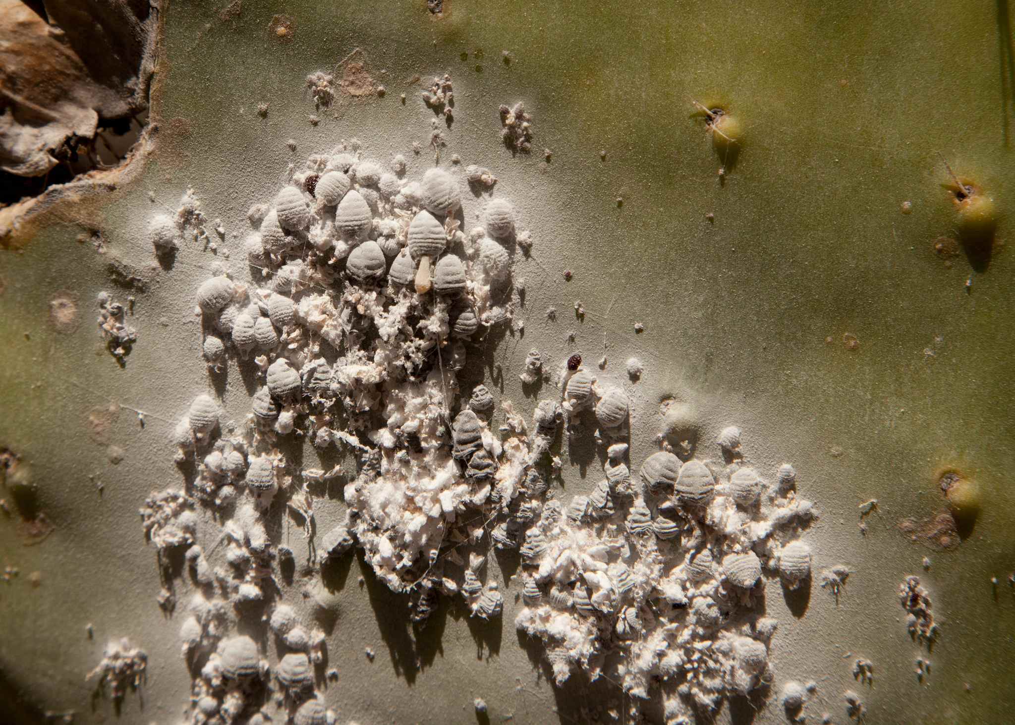 Dactylopius coccus