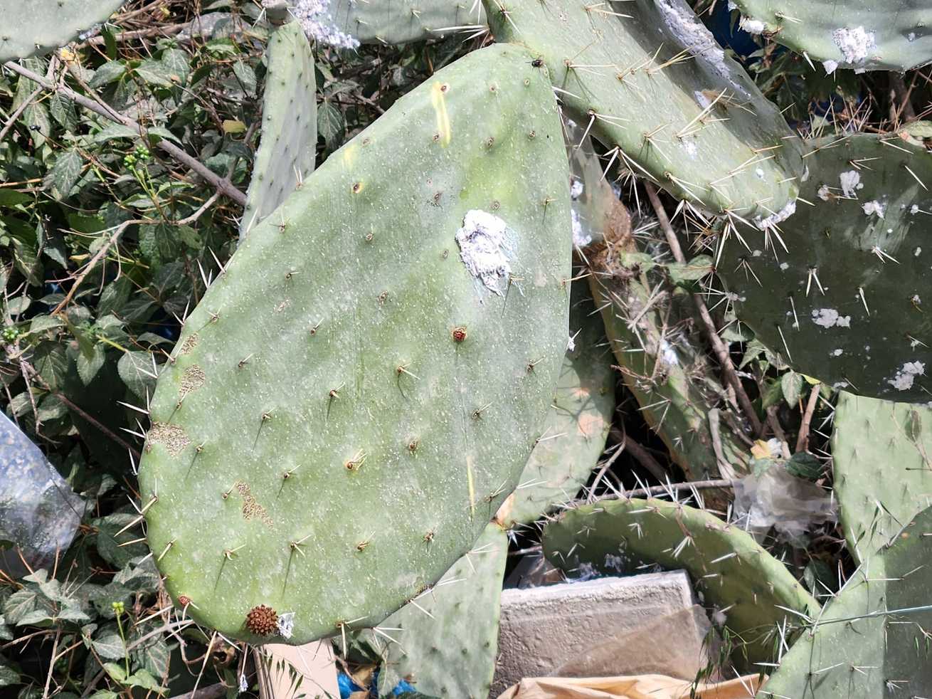 Pseudococcus cryptus